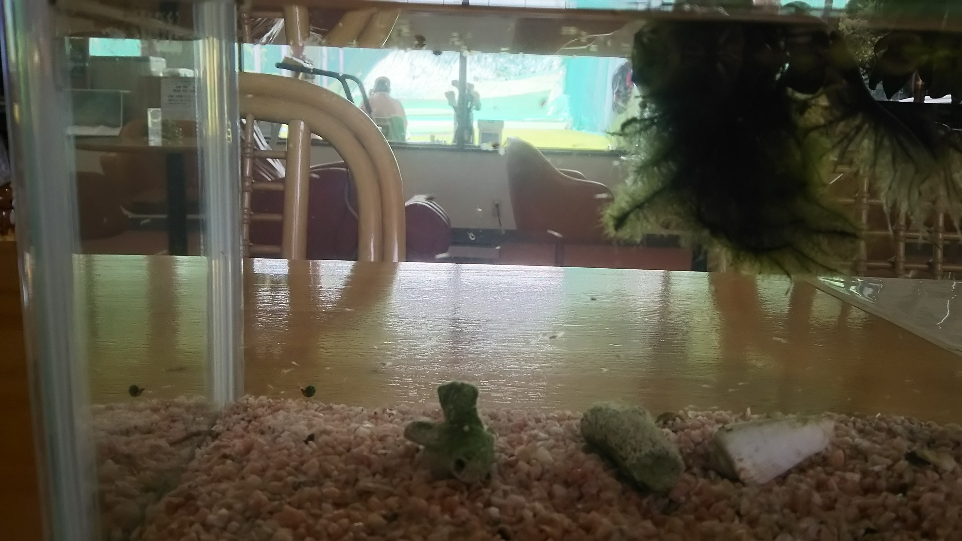 メダカ
