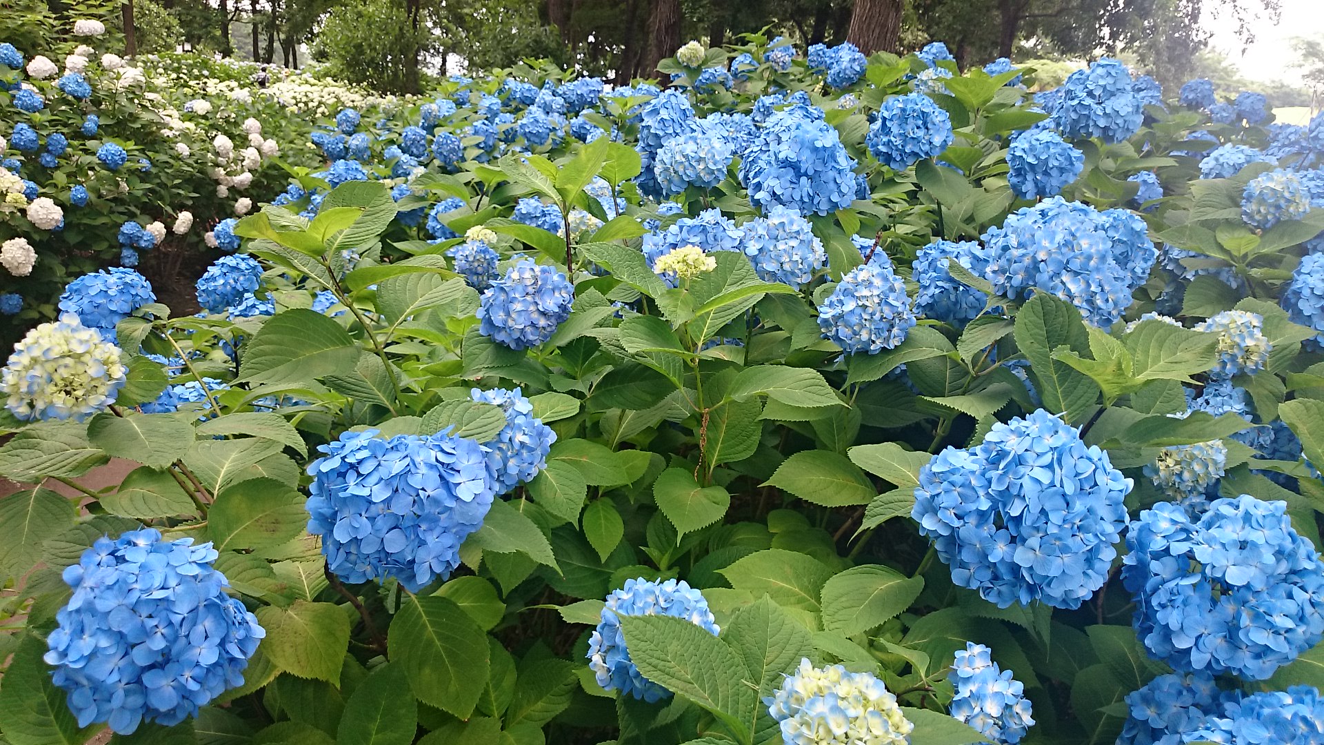 梅雨の中休み…