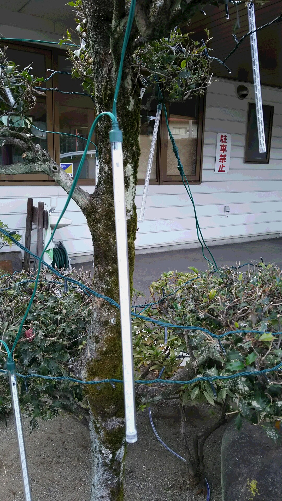 つらら