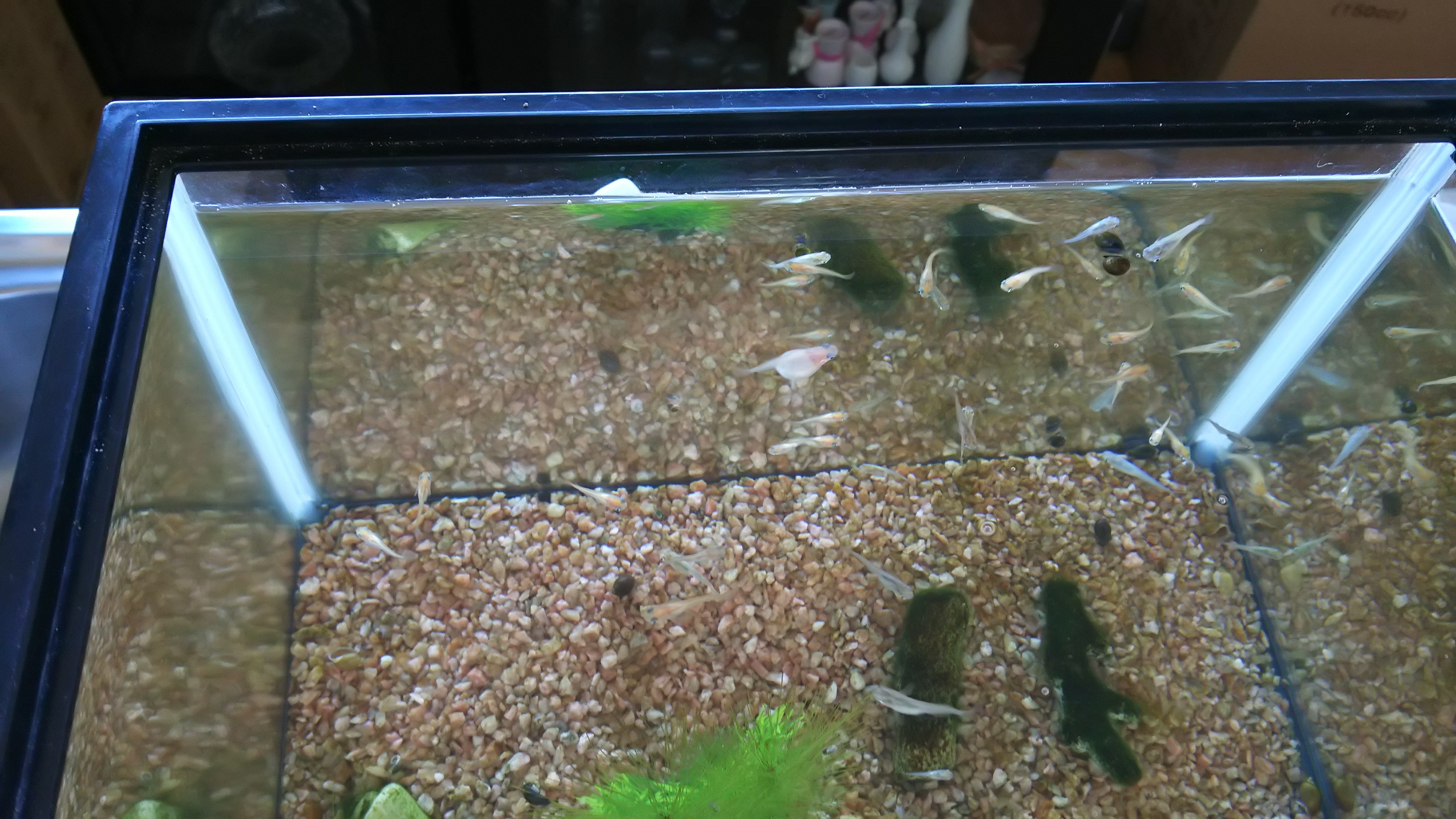 福来たる♪