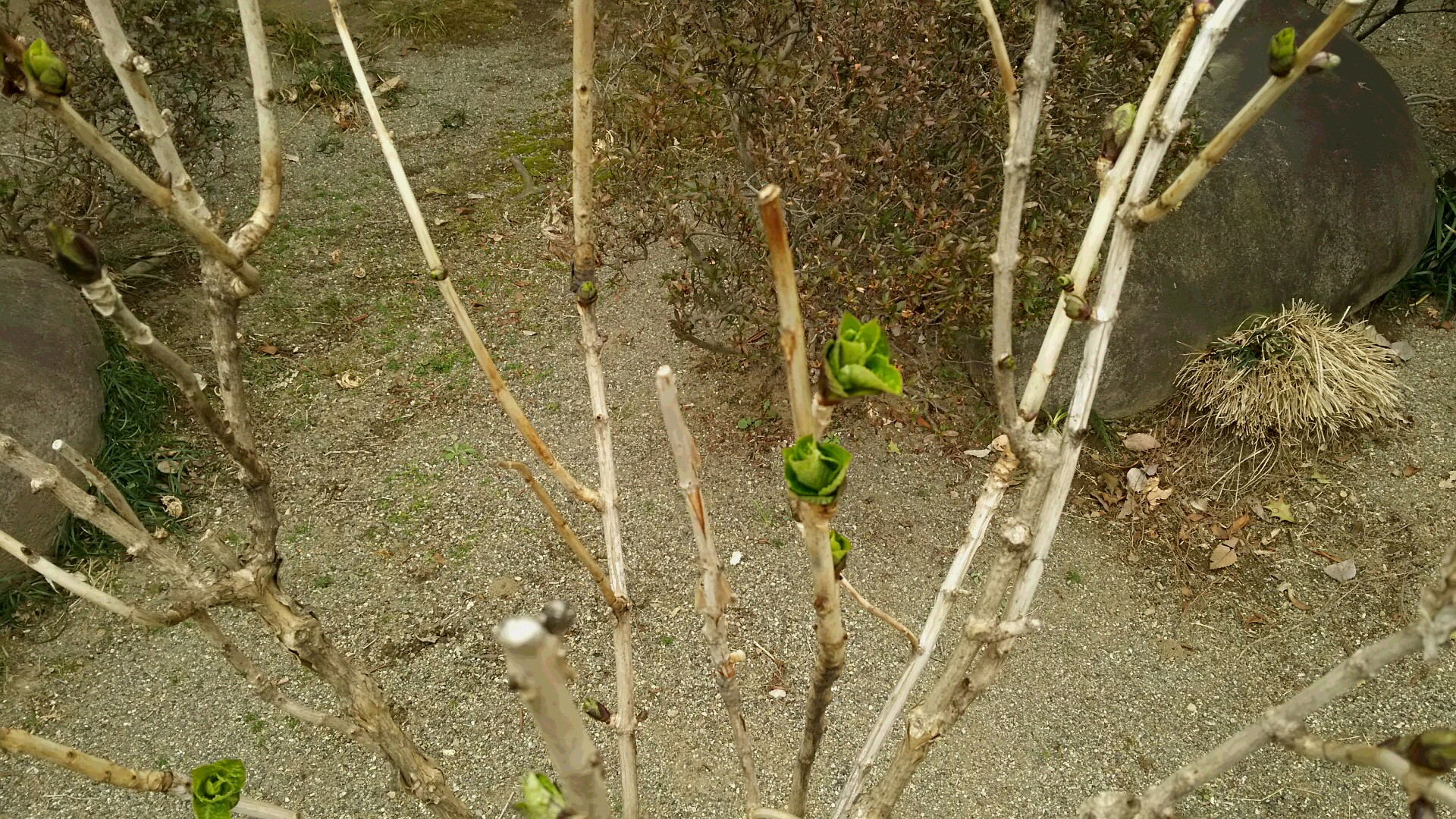 新芽