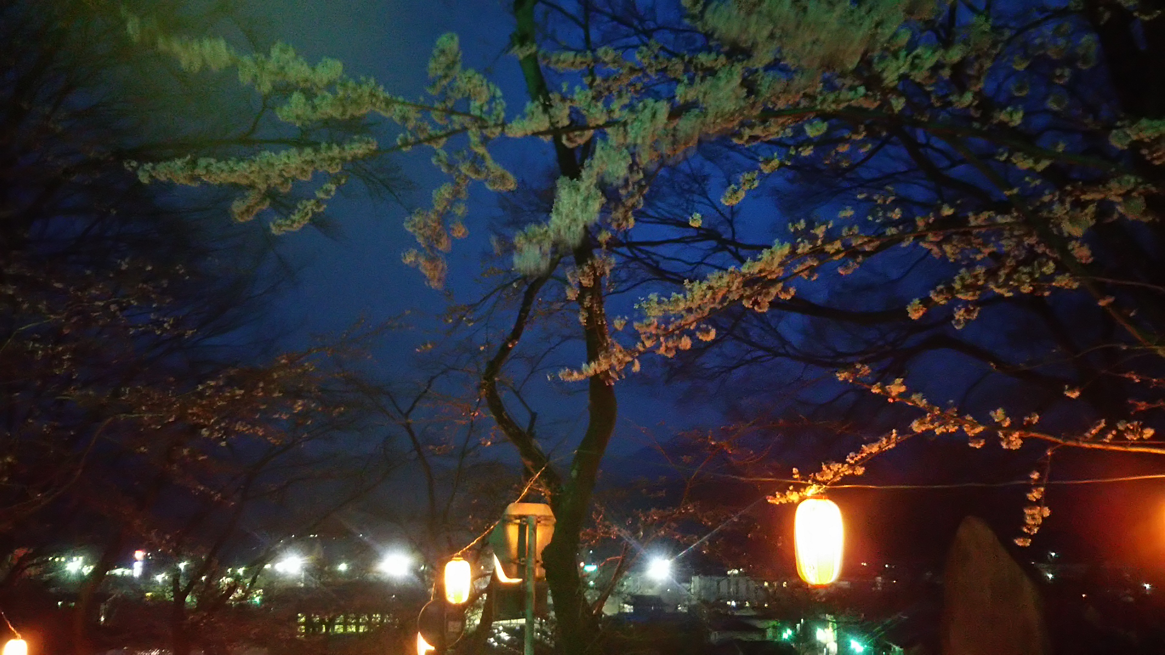 夜桜