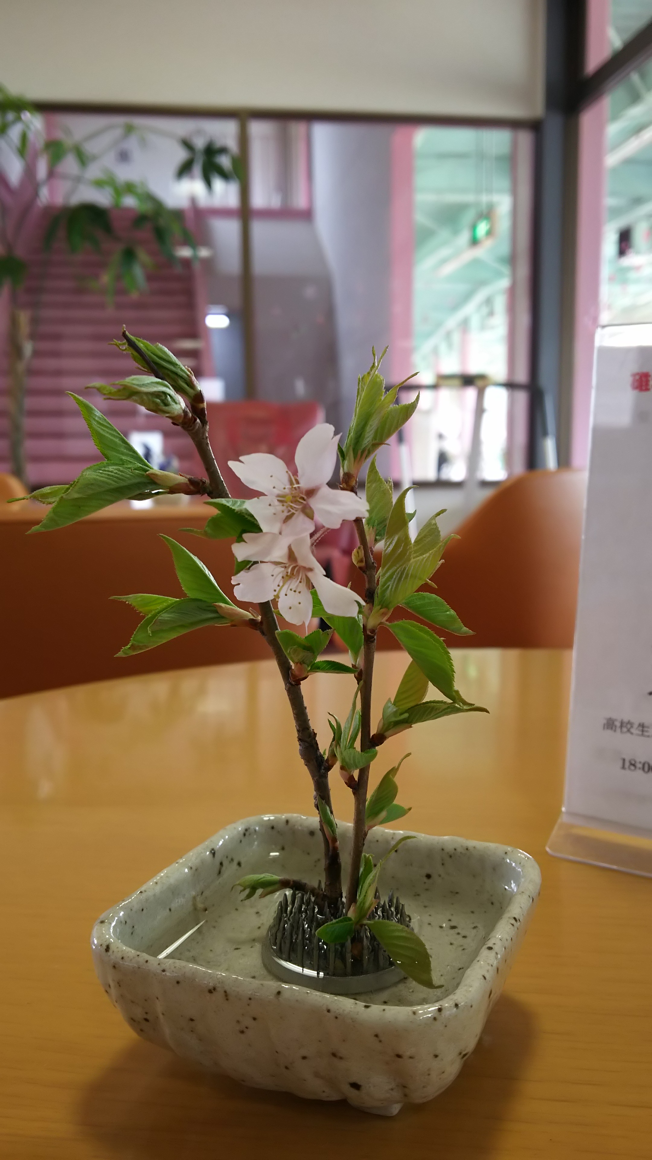 花見