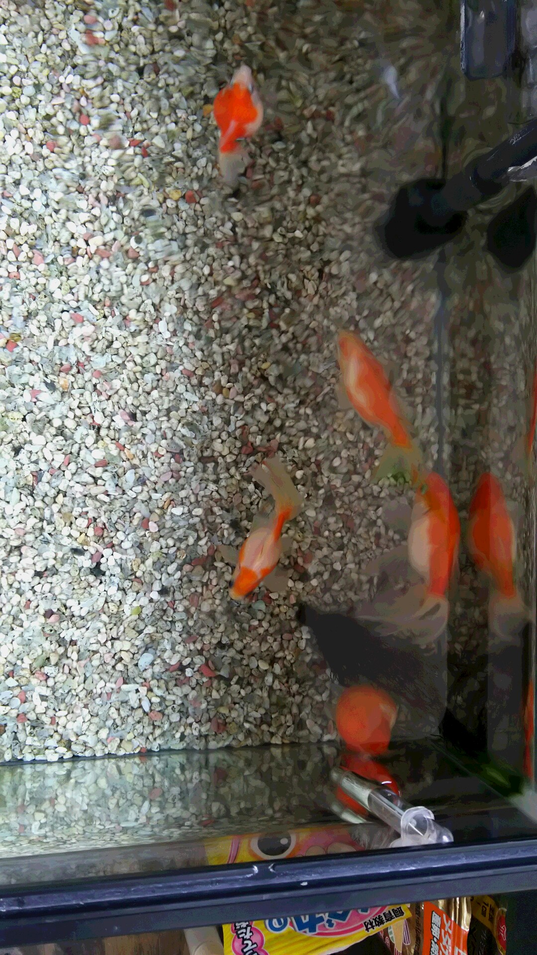 ピンポン