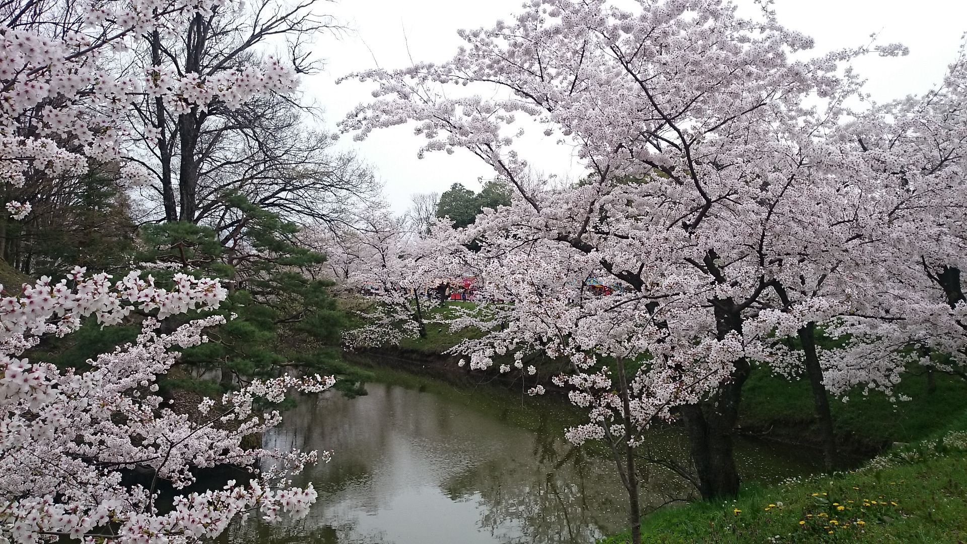 花より団子‼