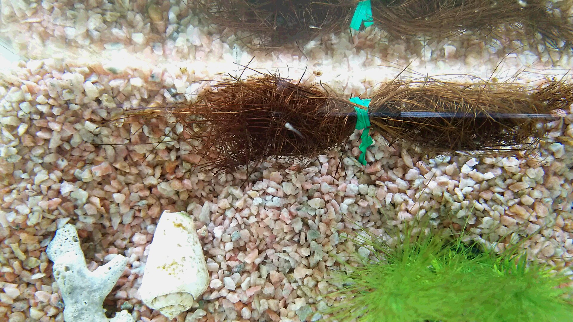 アカチャン