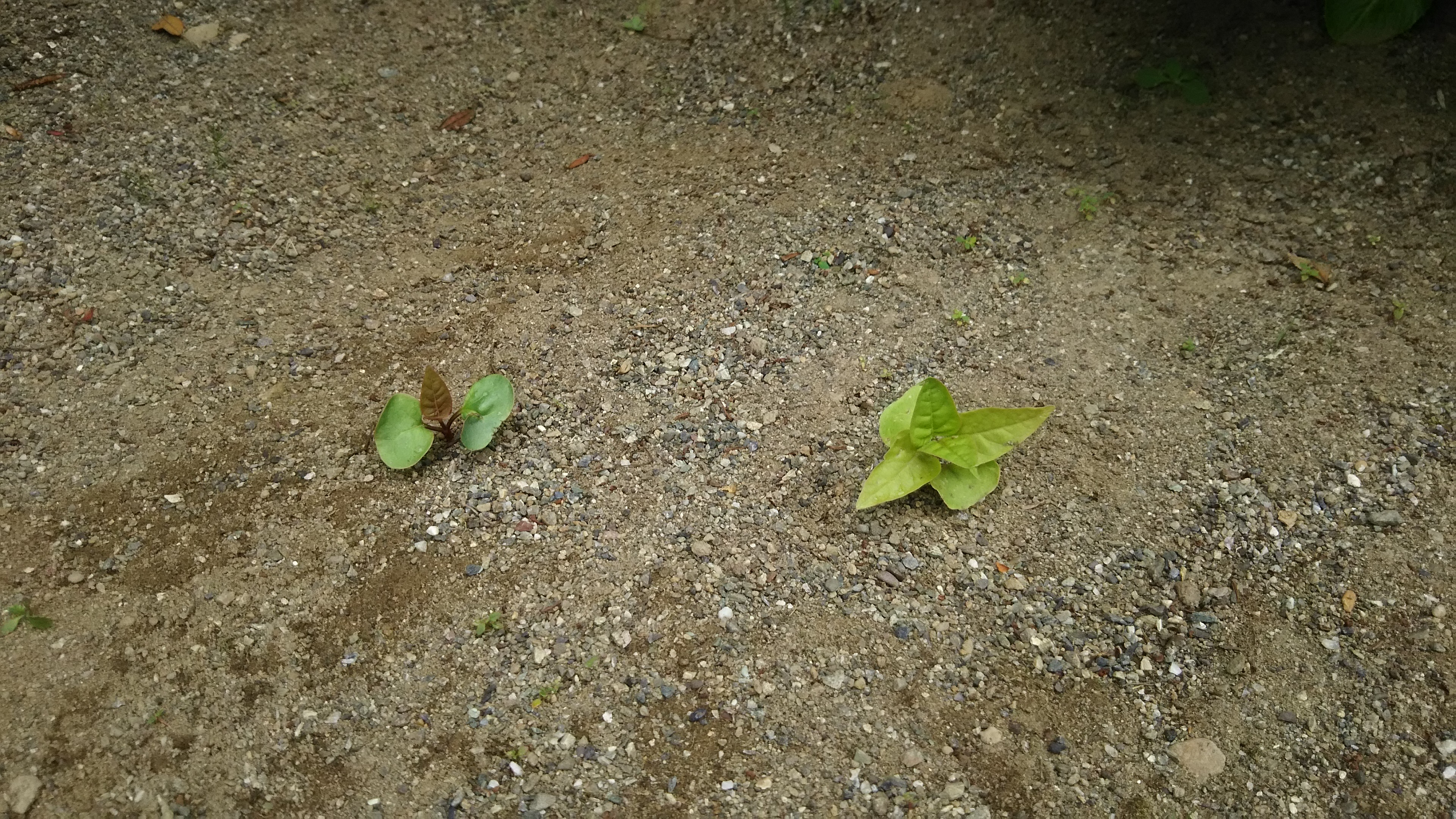 今年も出た！