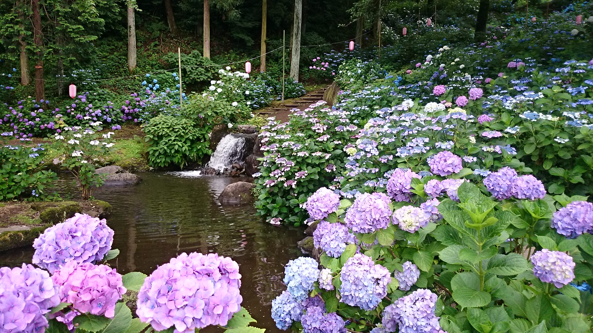 紫陽花♪♪