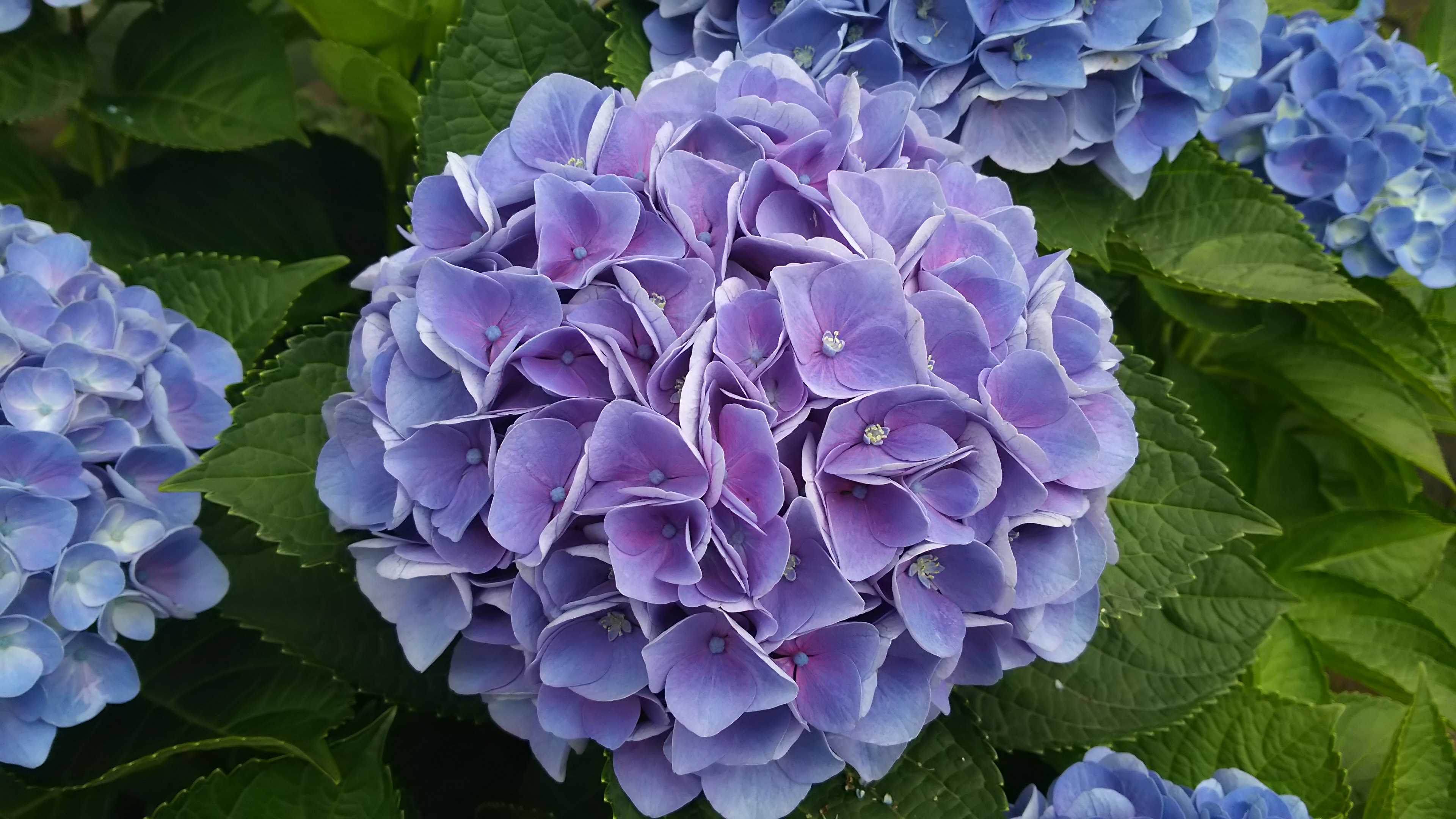 ７月６日