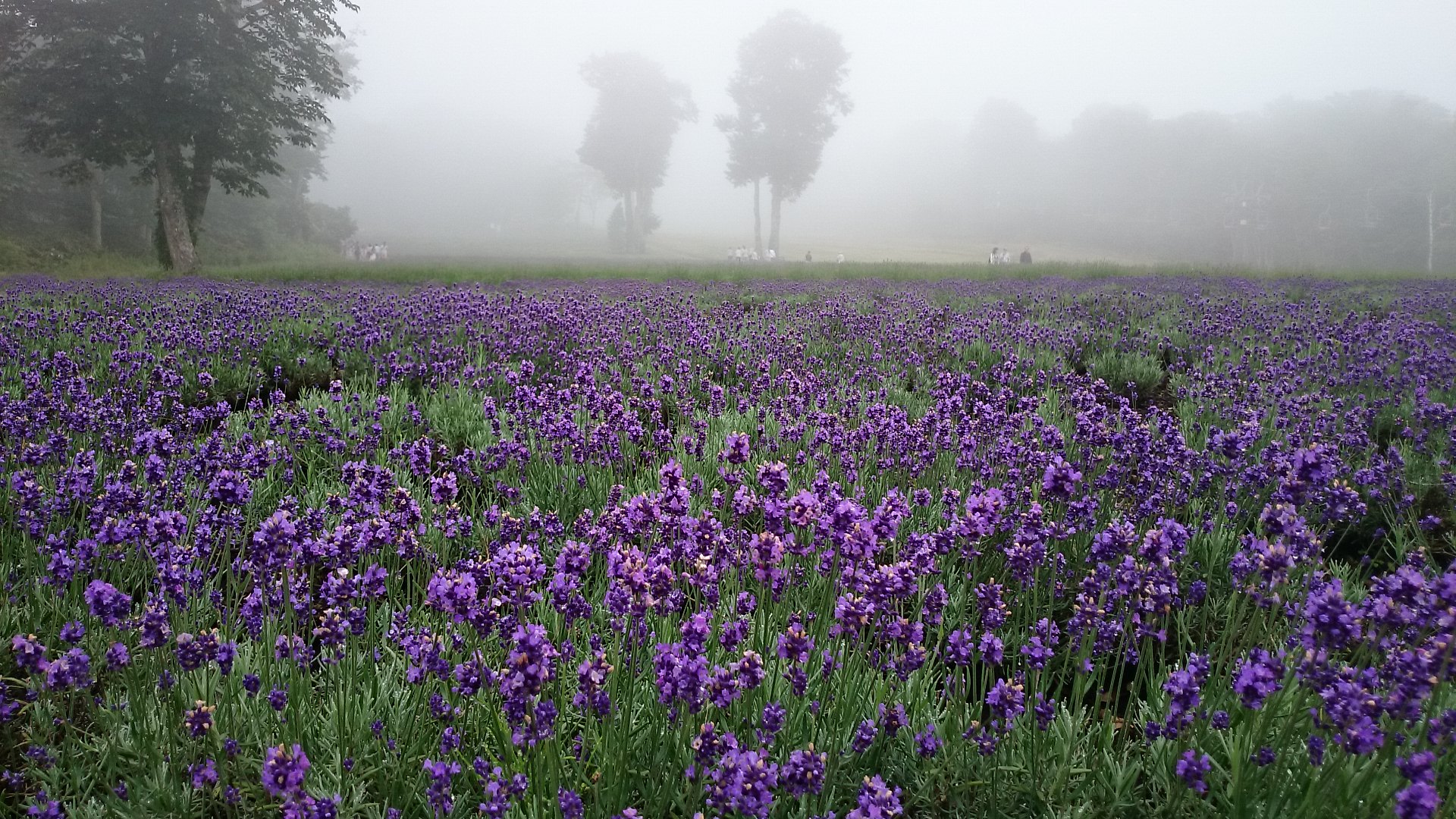 LAVENDER♪♪