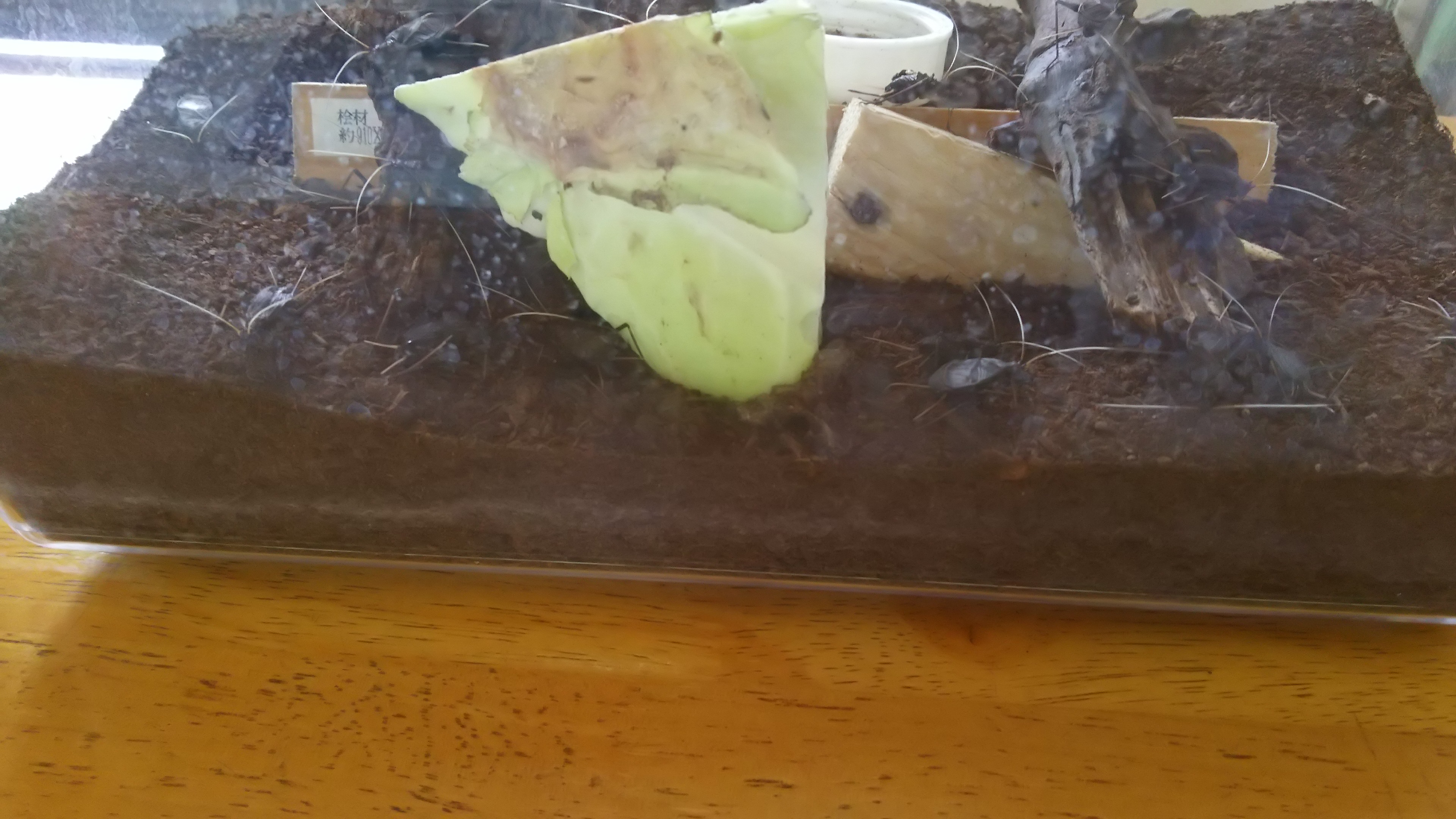 鈴虫