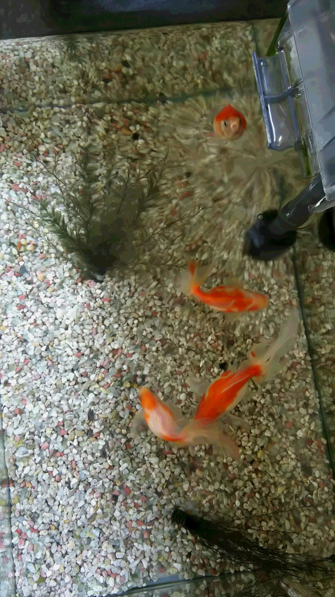 体育の日