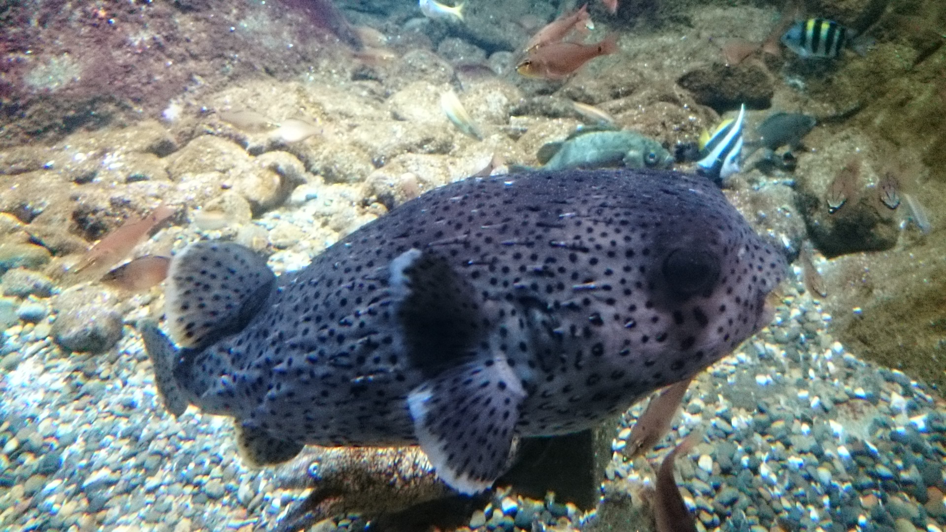 ネズミフグ♪♪