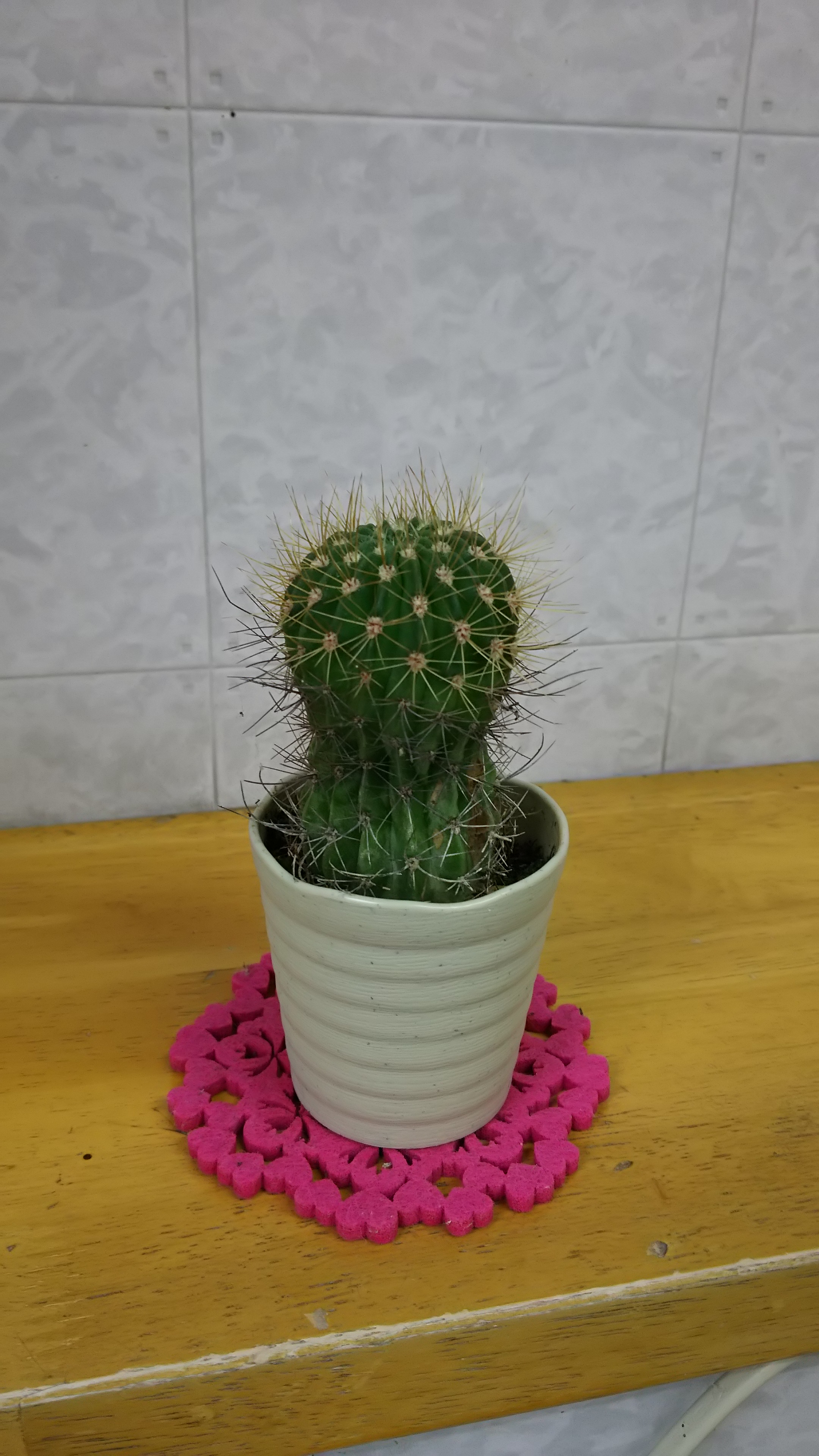 サボチャン