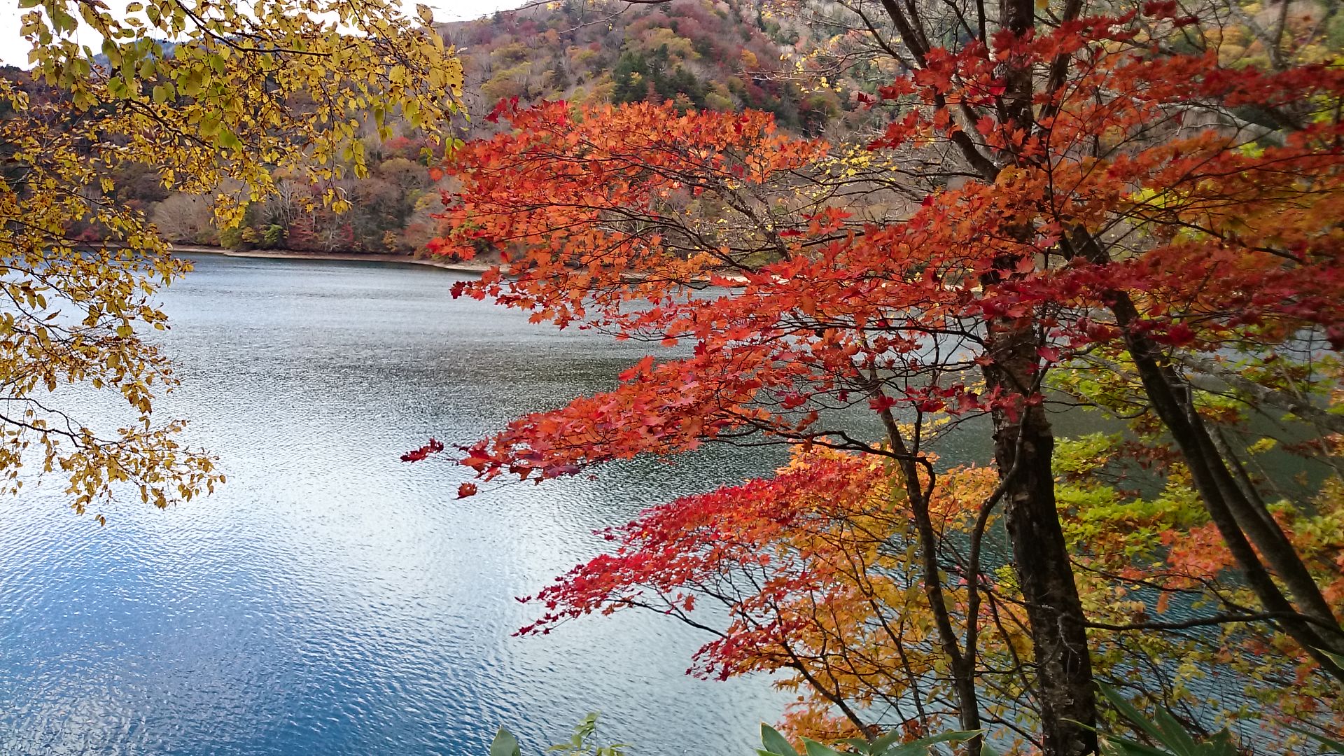 紅葉狩り♪♪