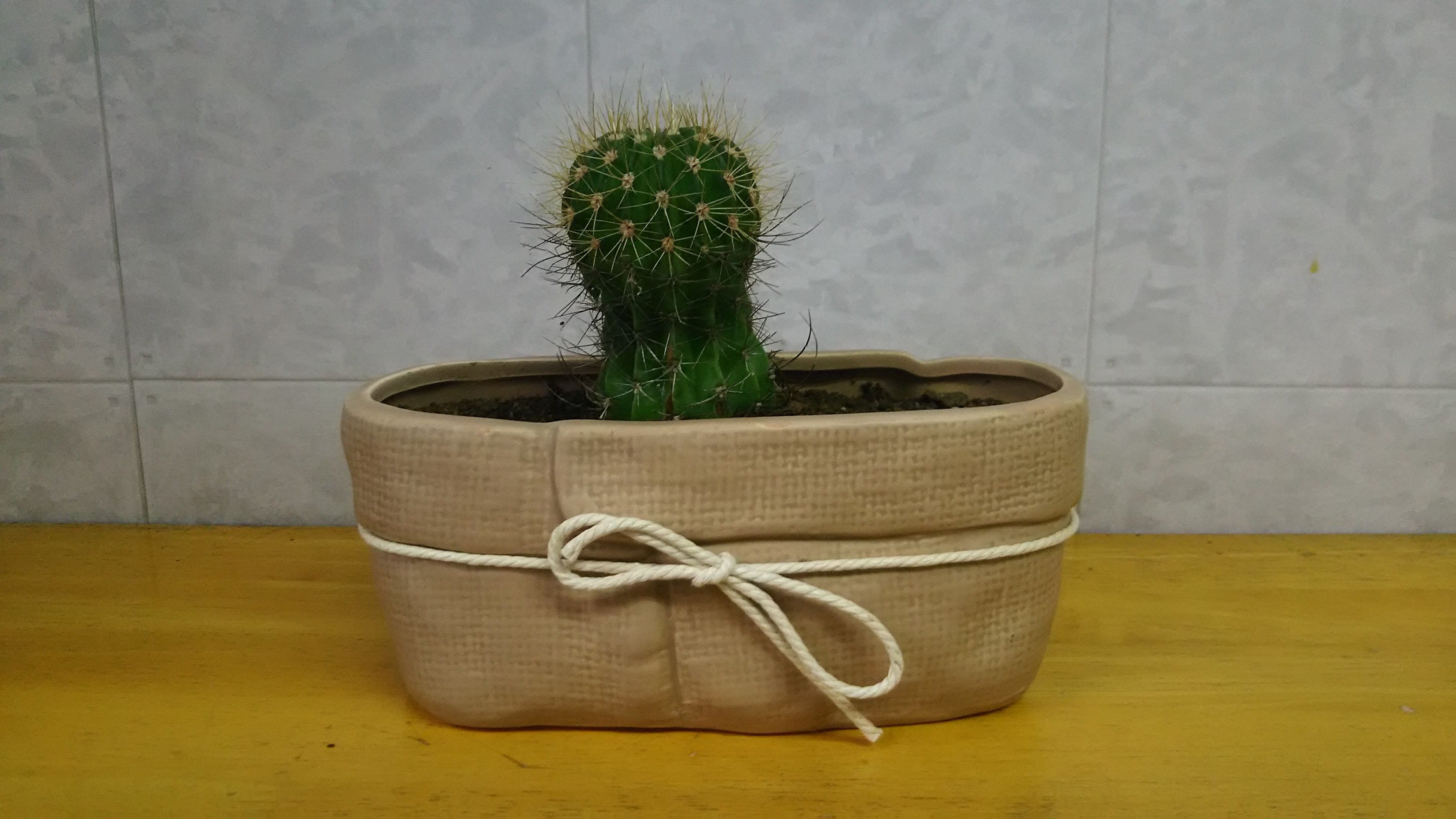 サボチャンその後