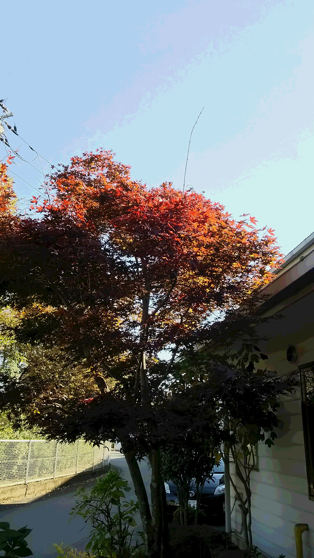 紅葉