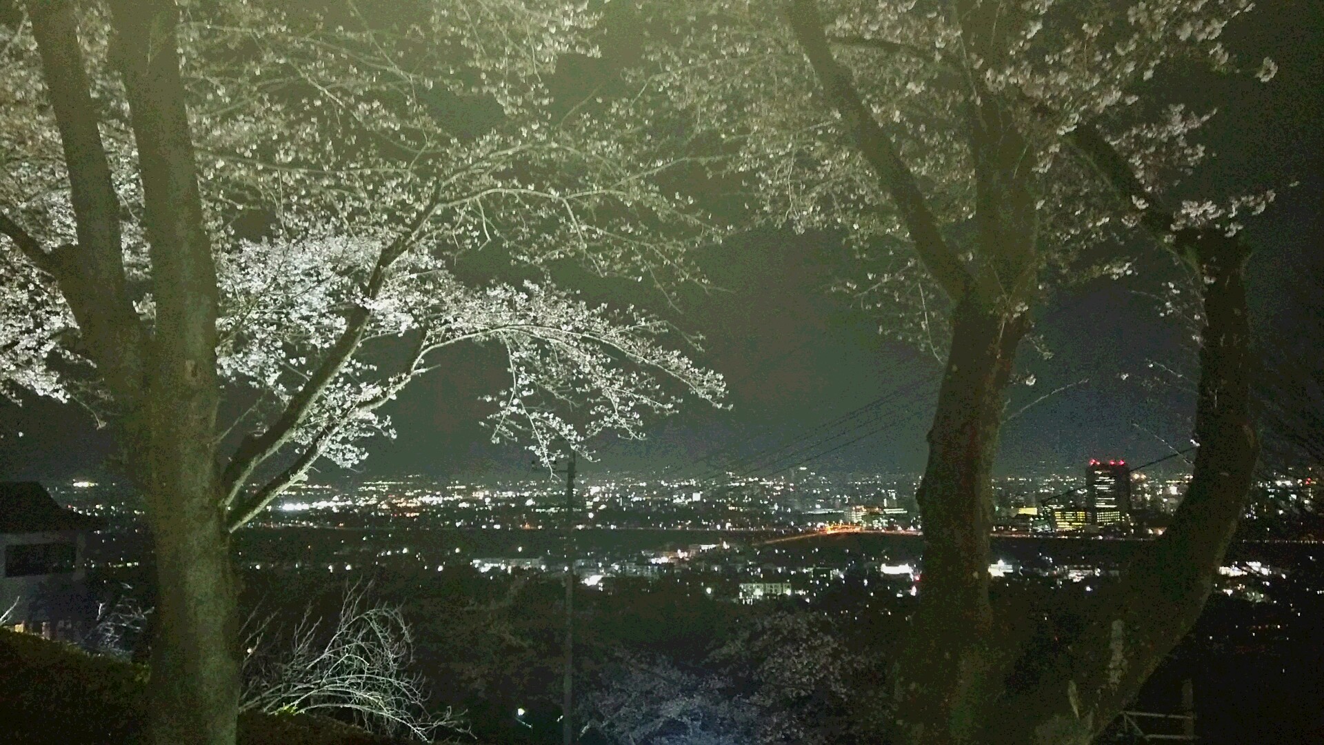 夜桜