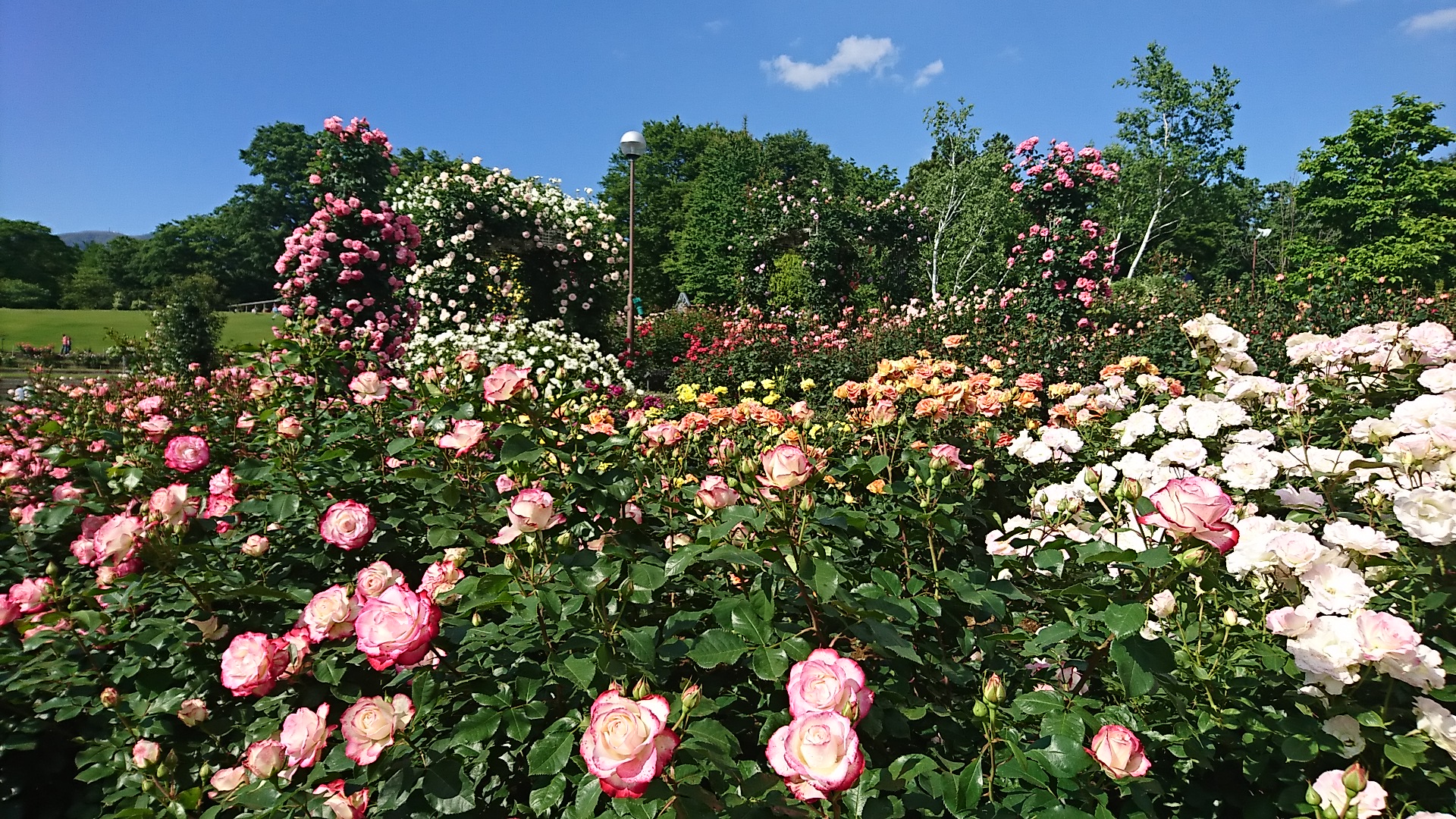 Rose Festa♪♪