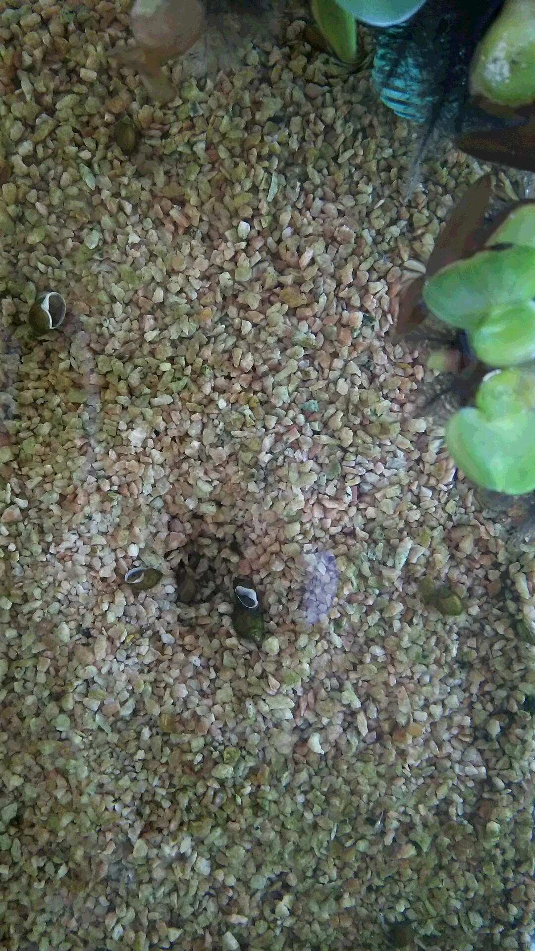 成長した。