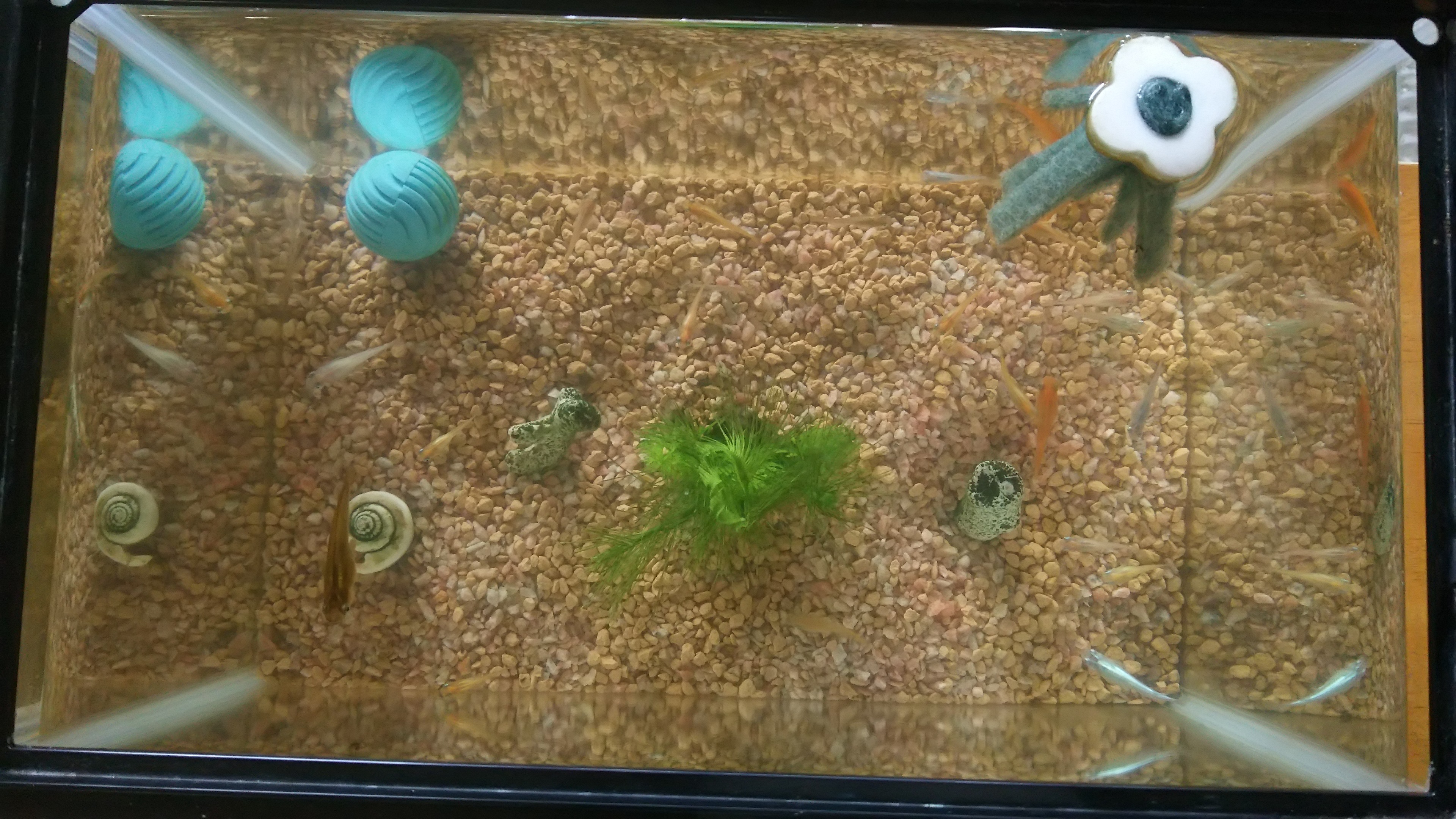 新しい仲間