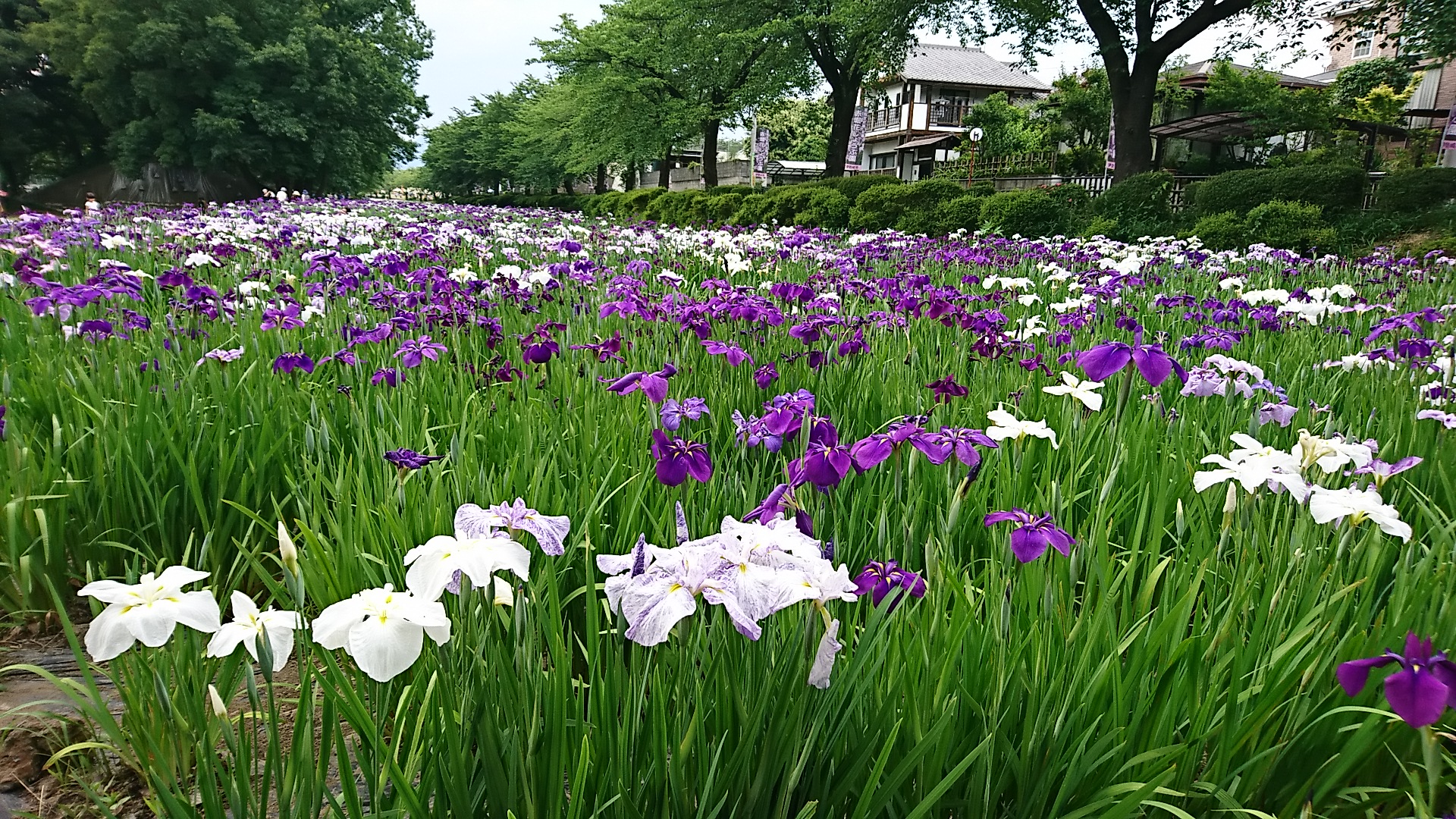 梅雨…