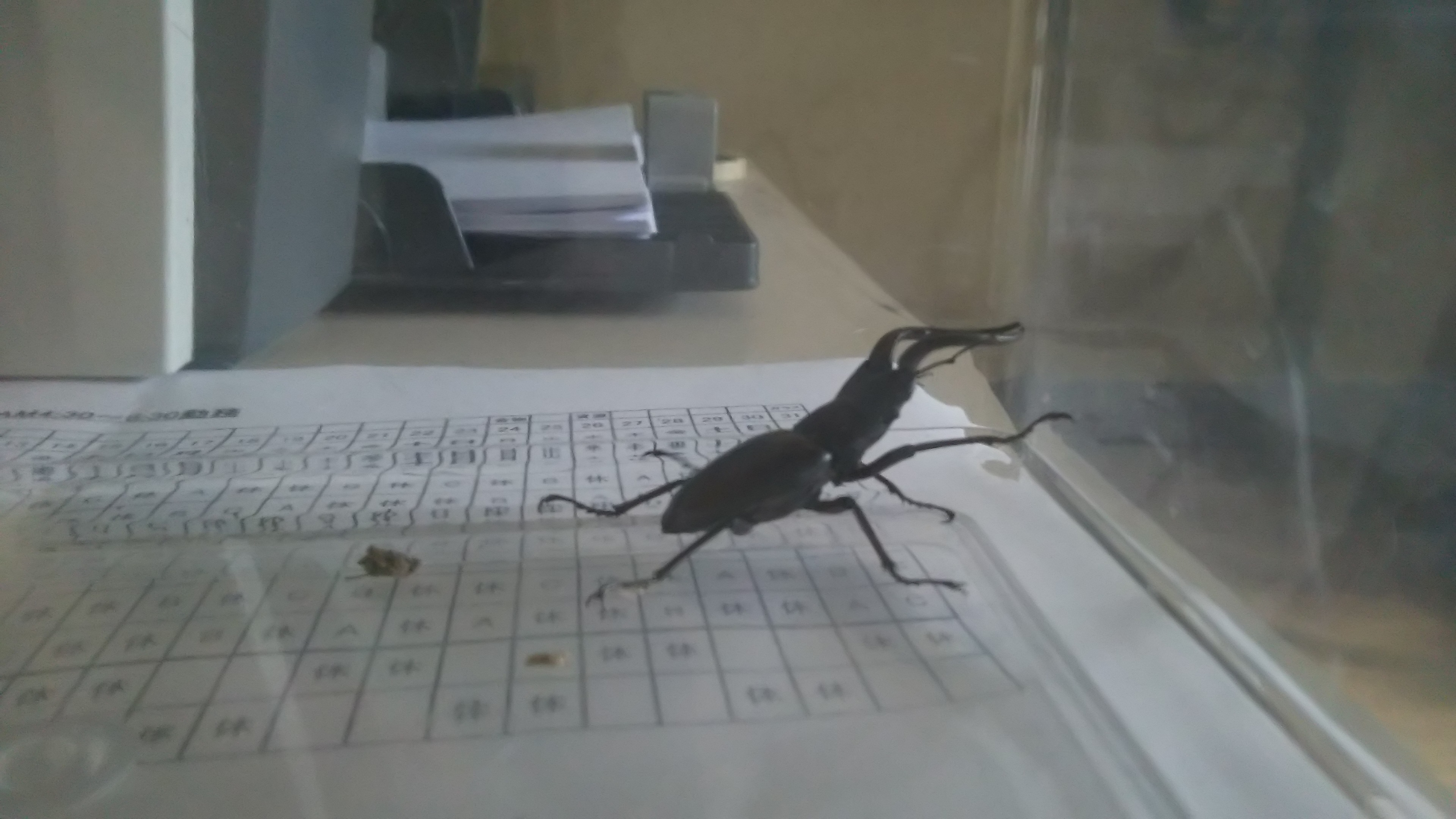 クワガタ