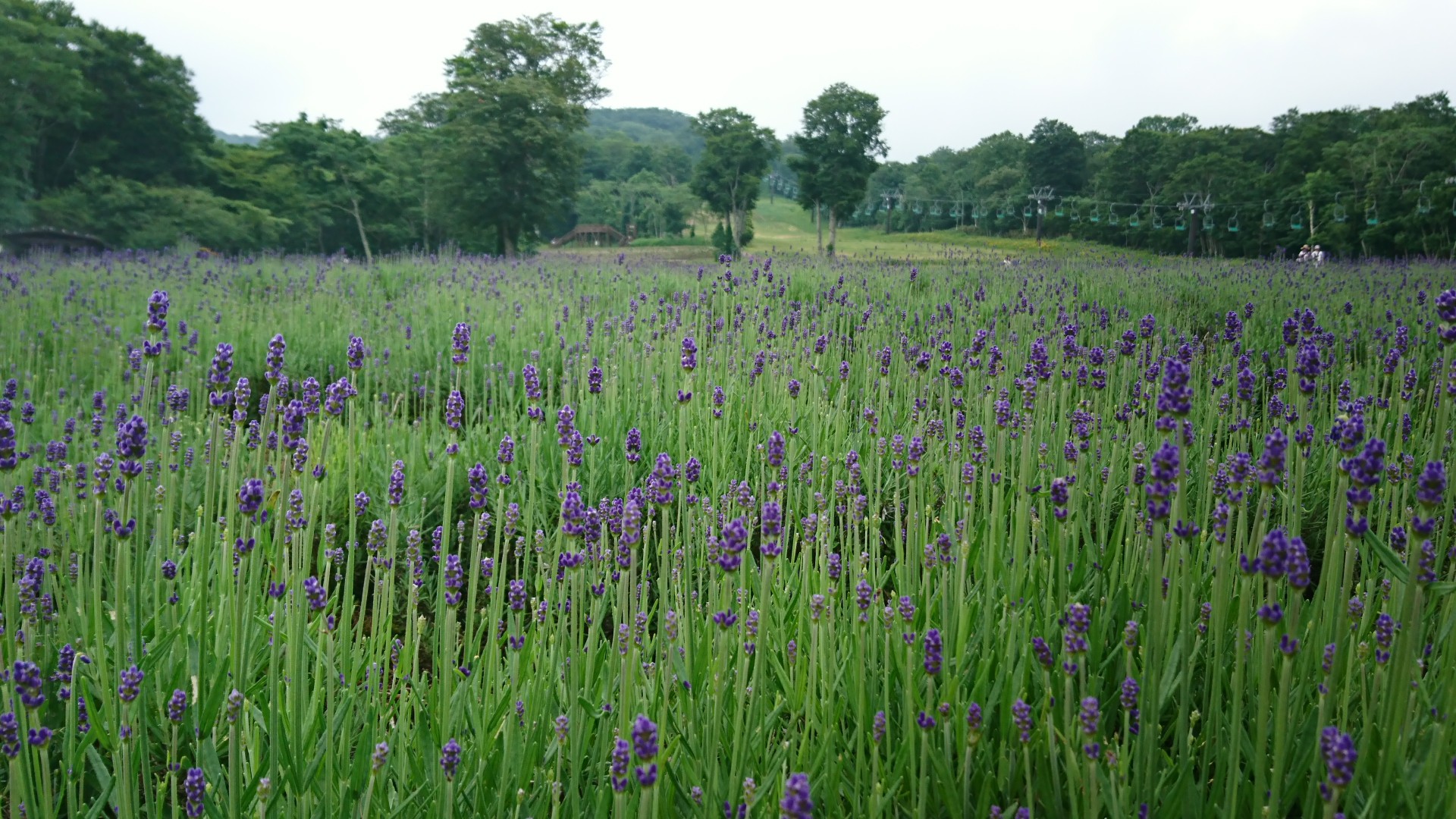 Lavender♪♪