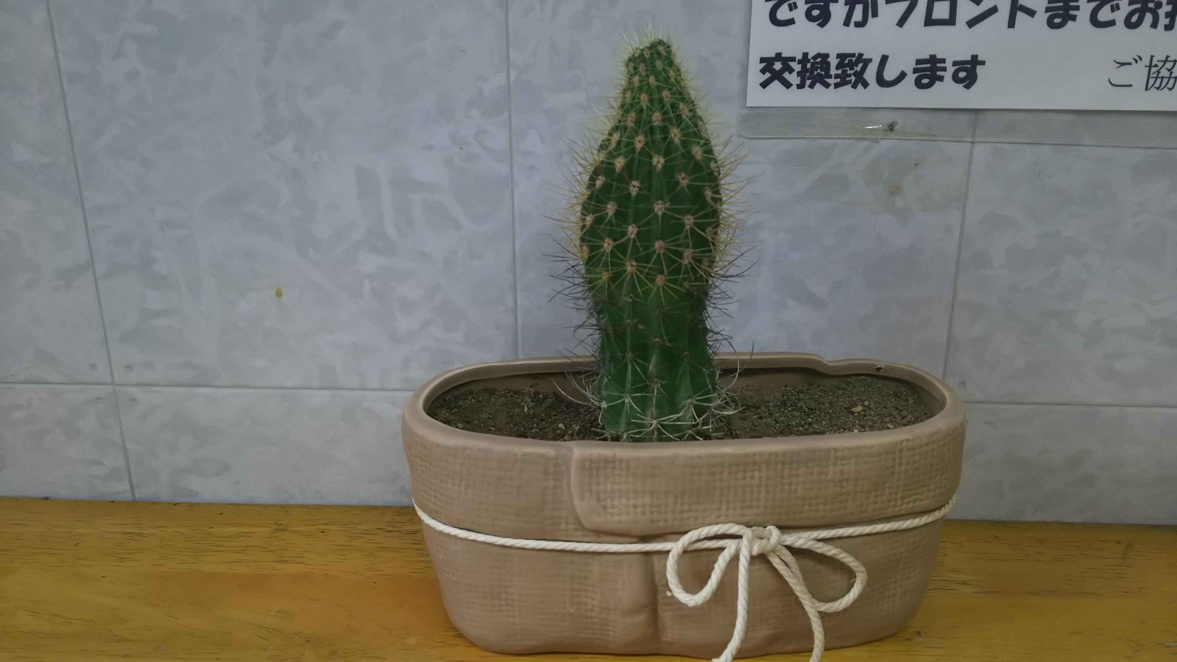 サボテン日記