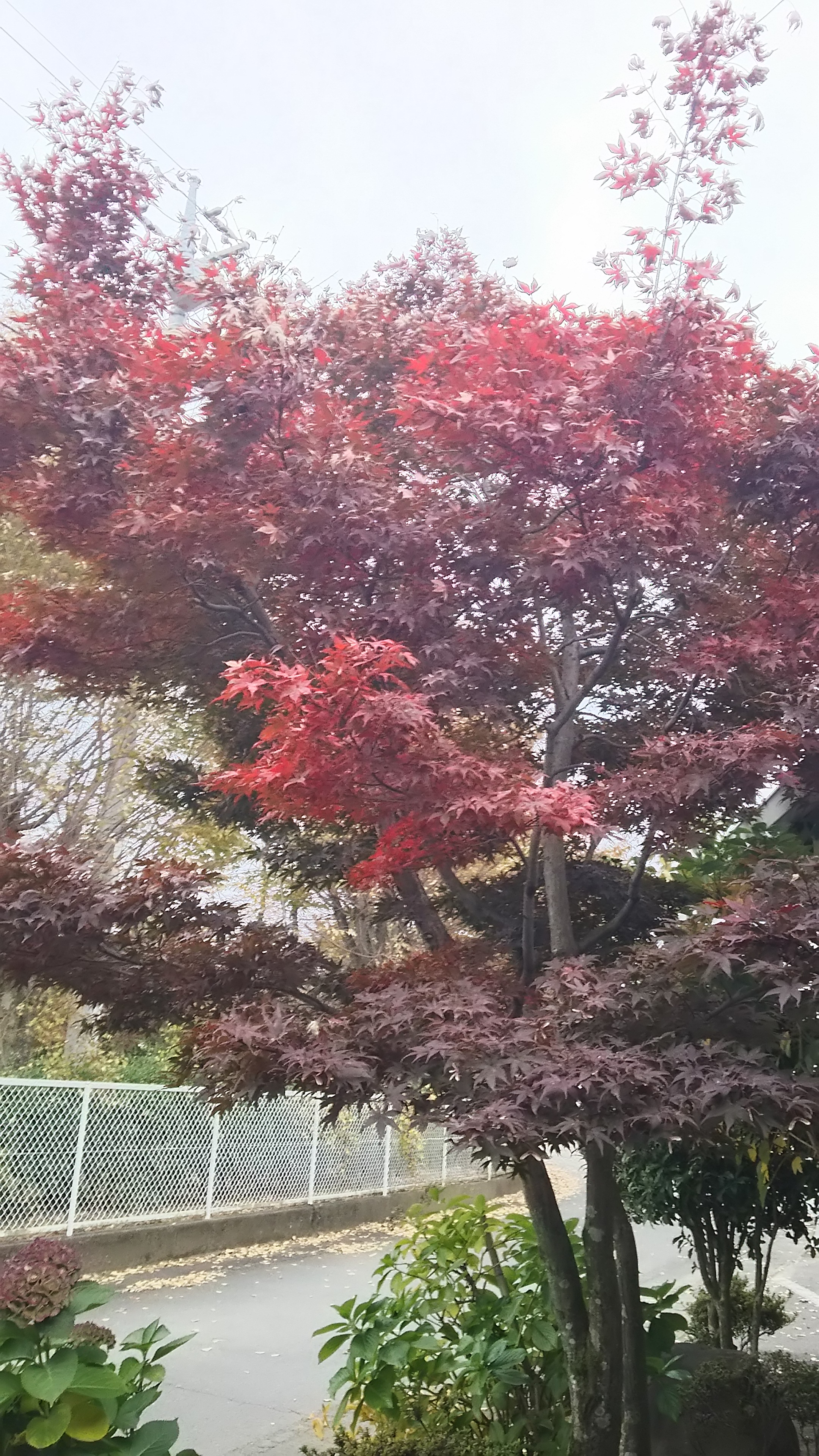 紅葉
