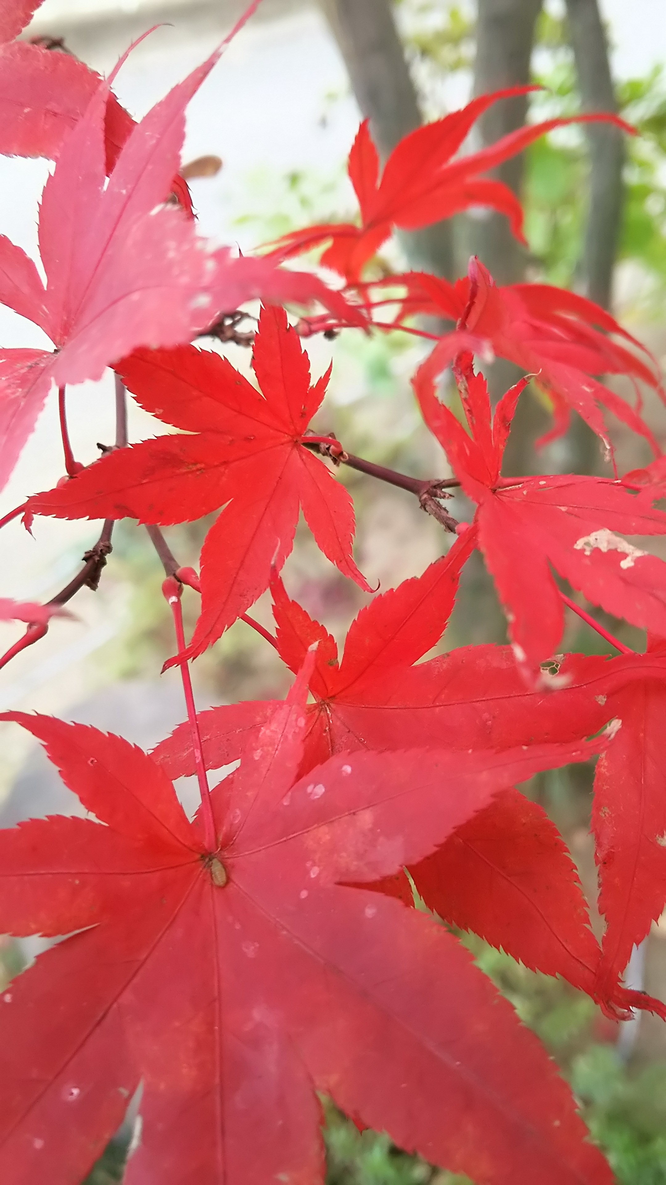紅葉