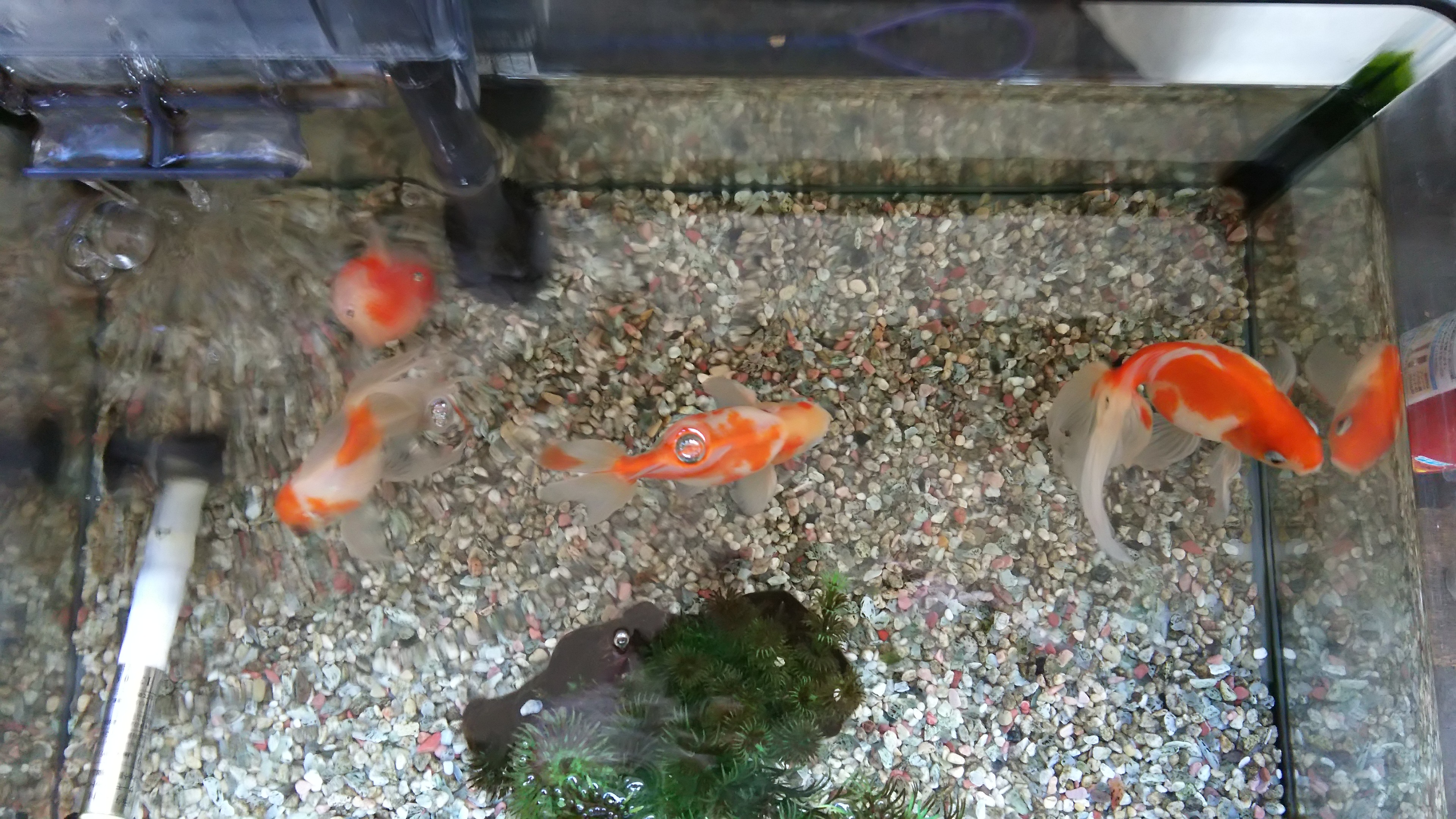 ペット