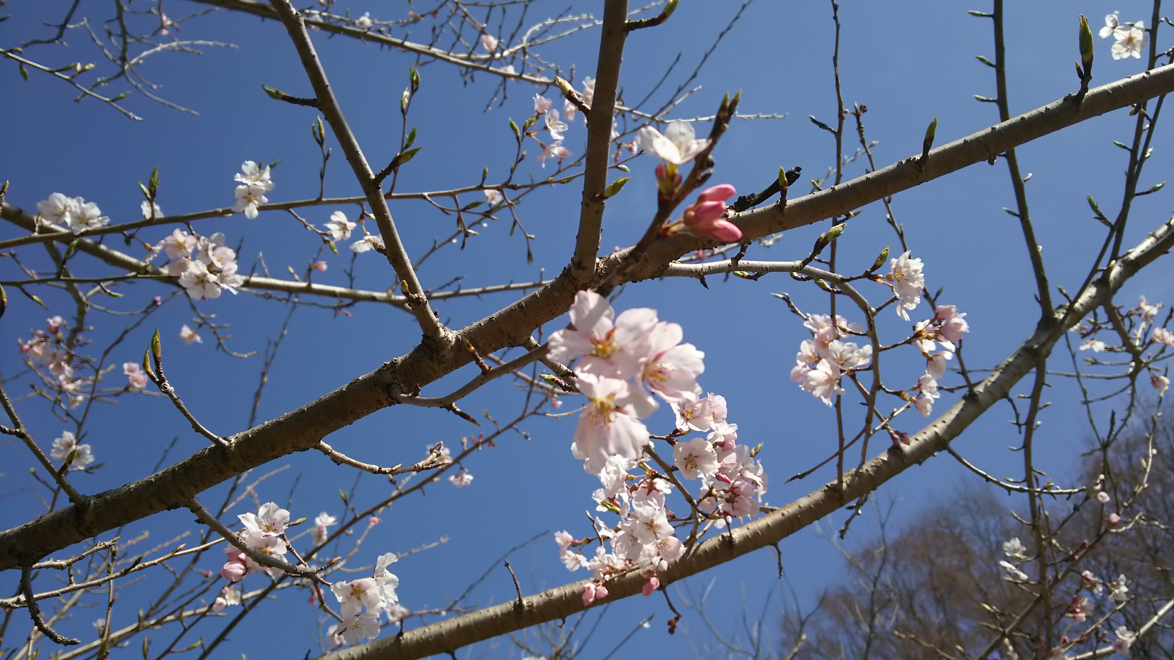 花見