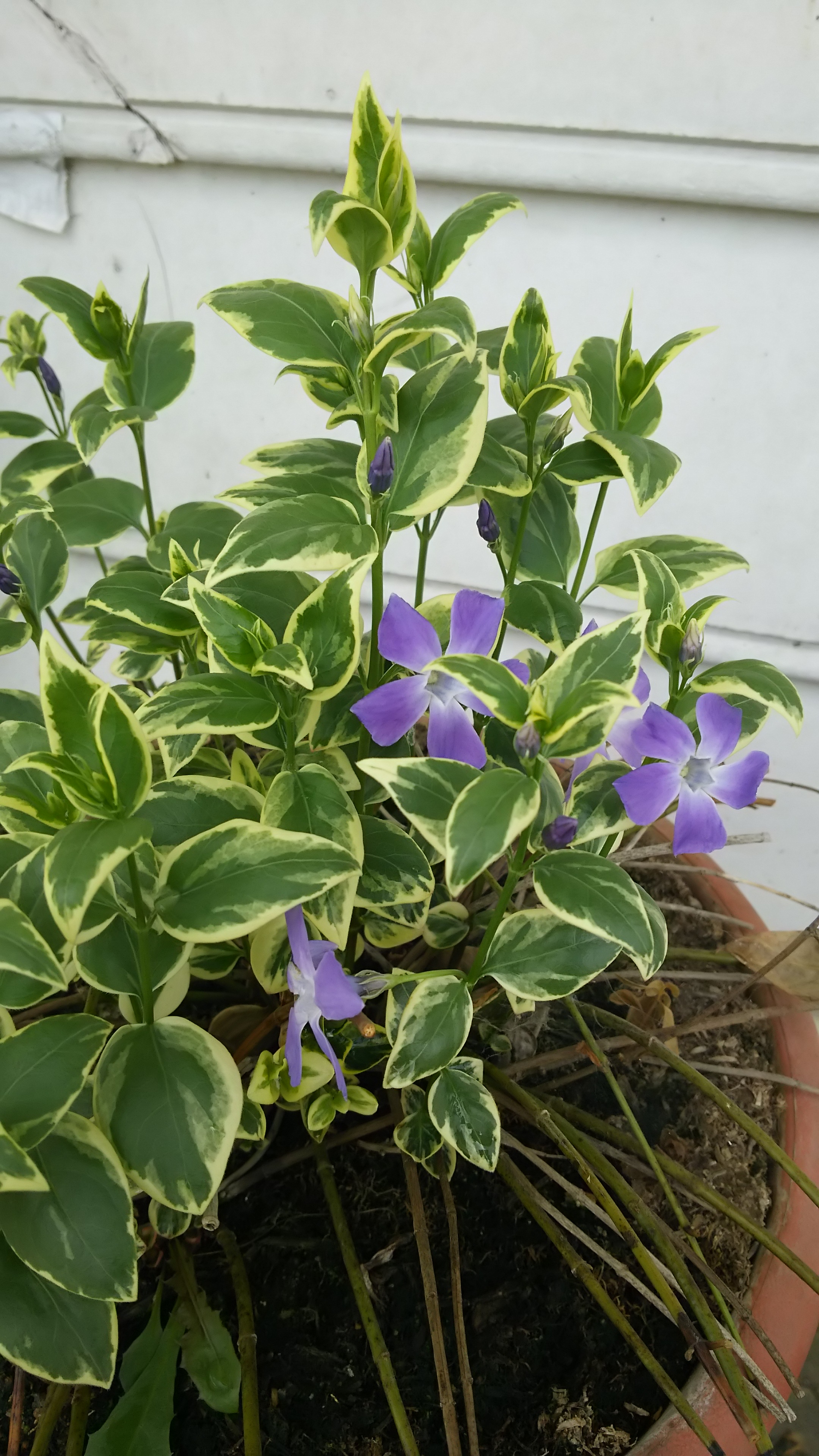 花壇