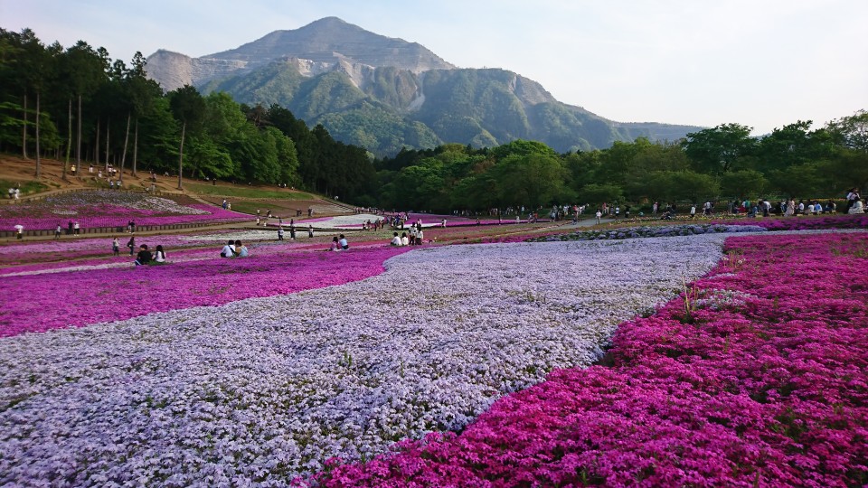 芝桜♪♪
