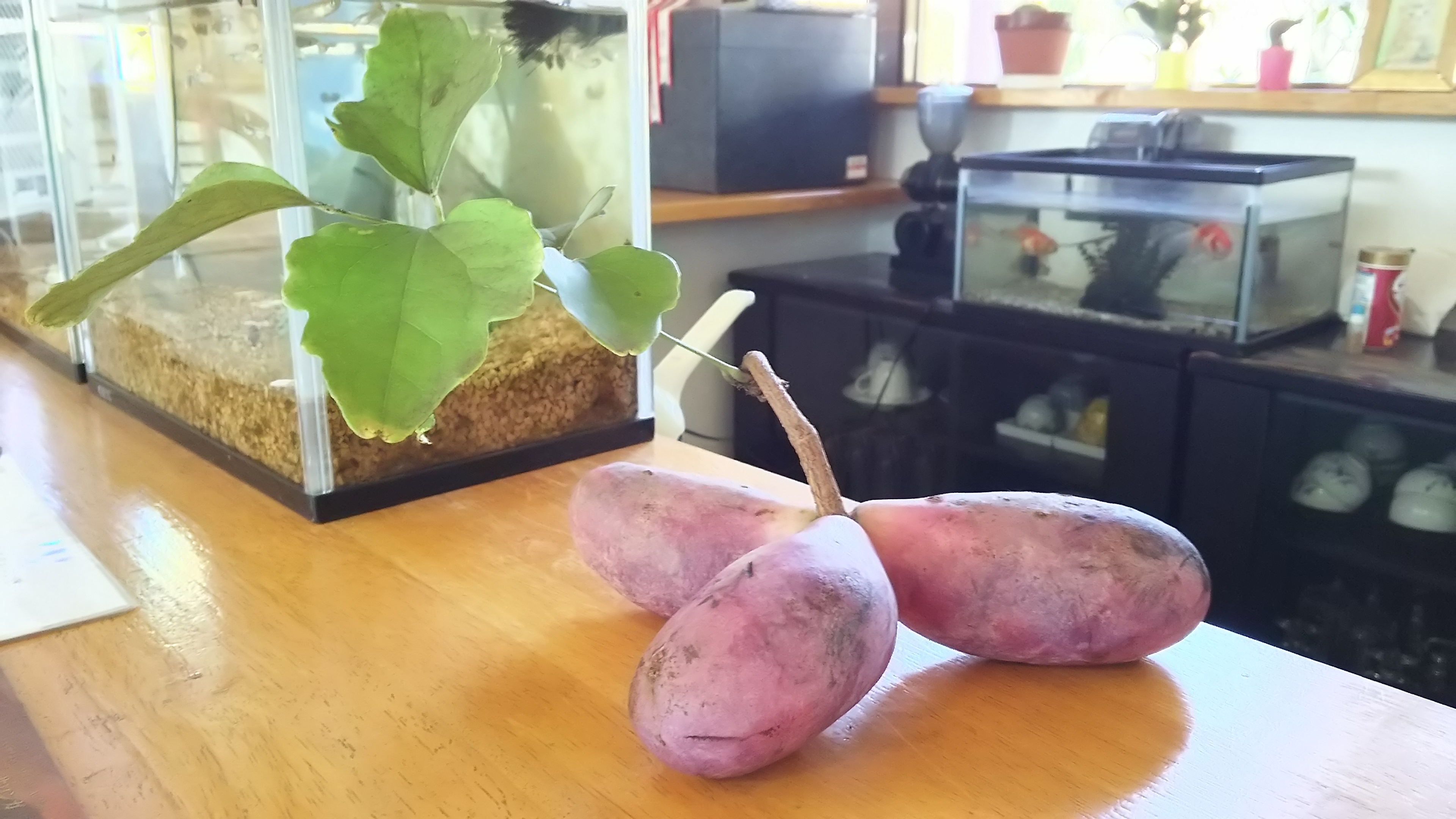 アケビ