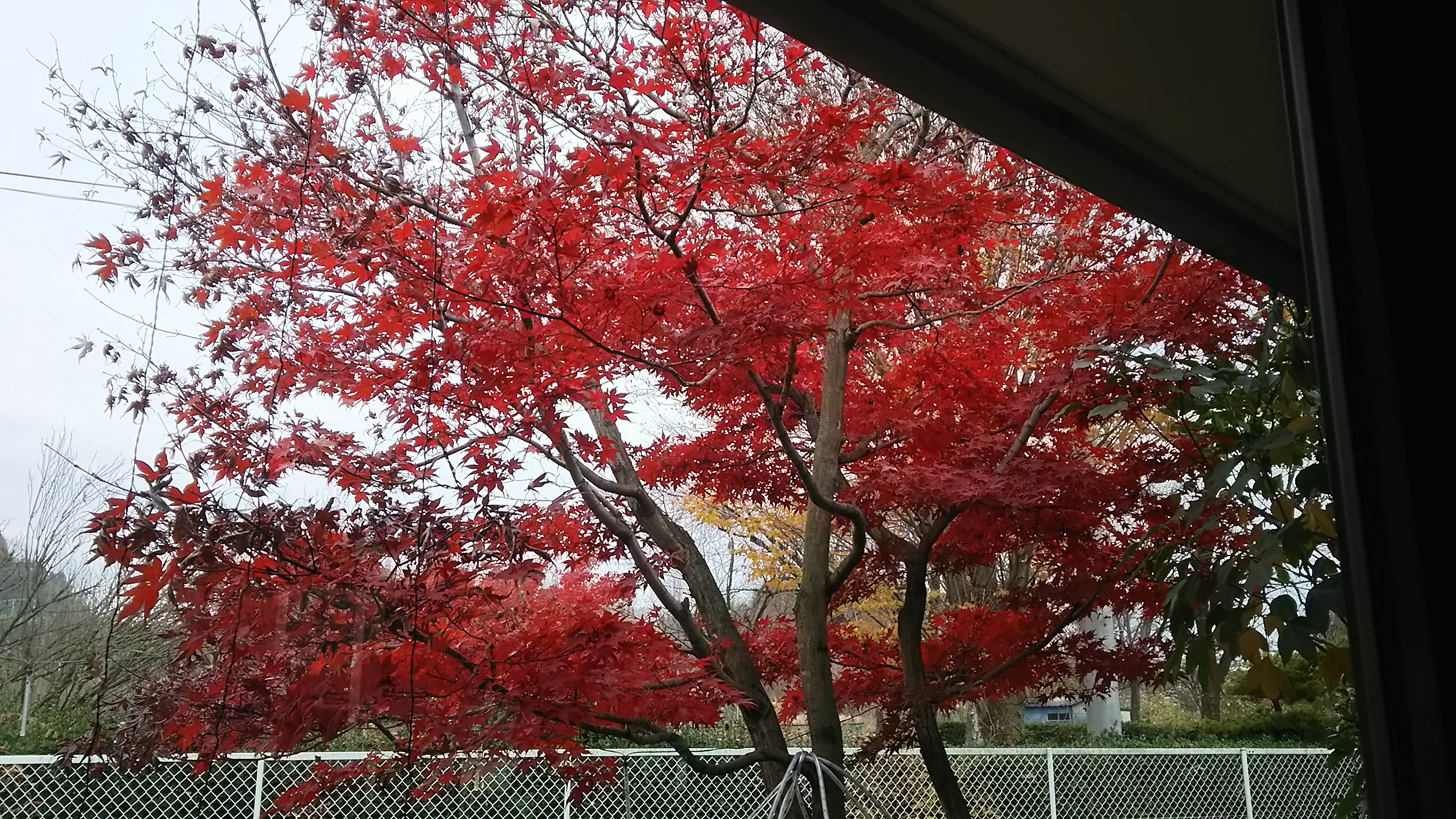 紅葉