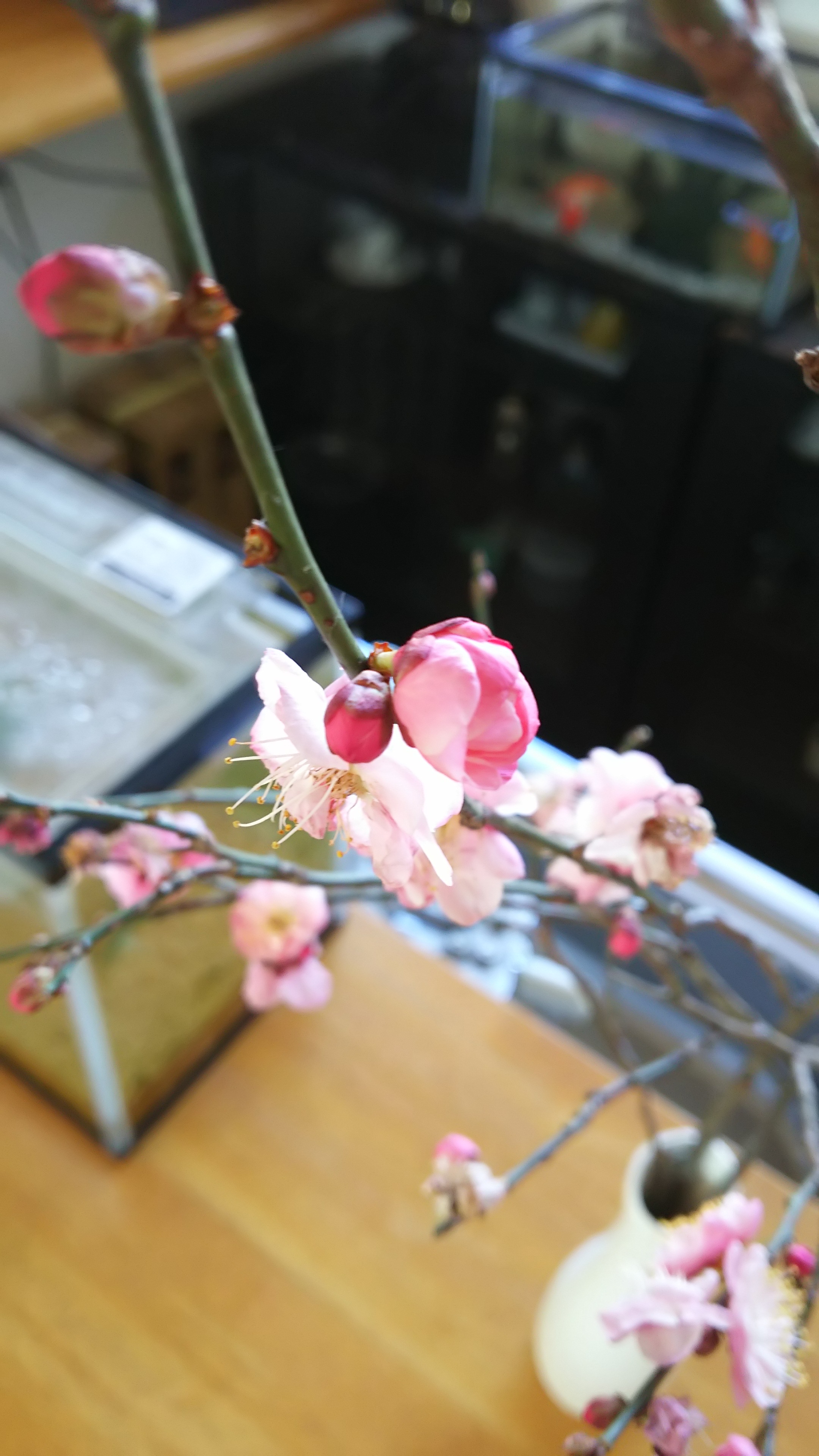 紅梅