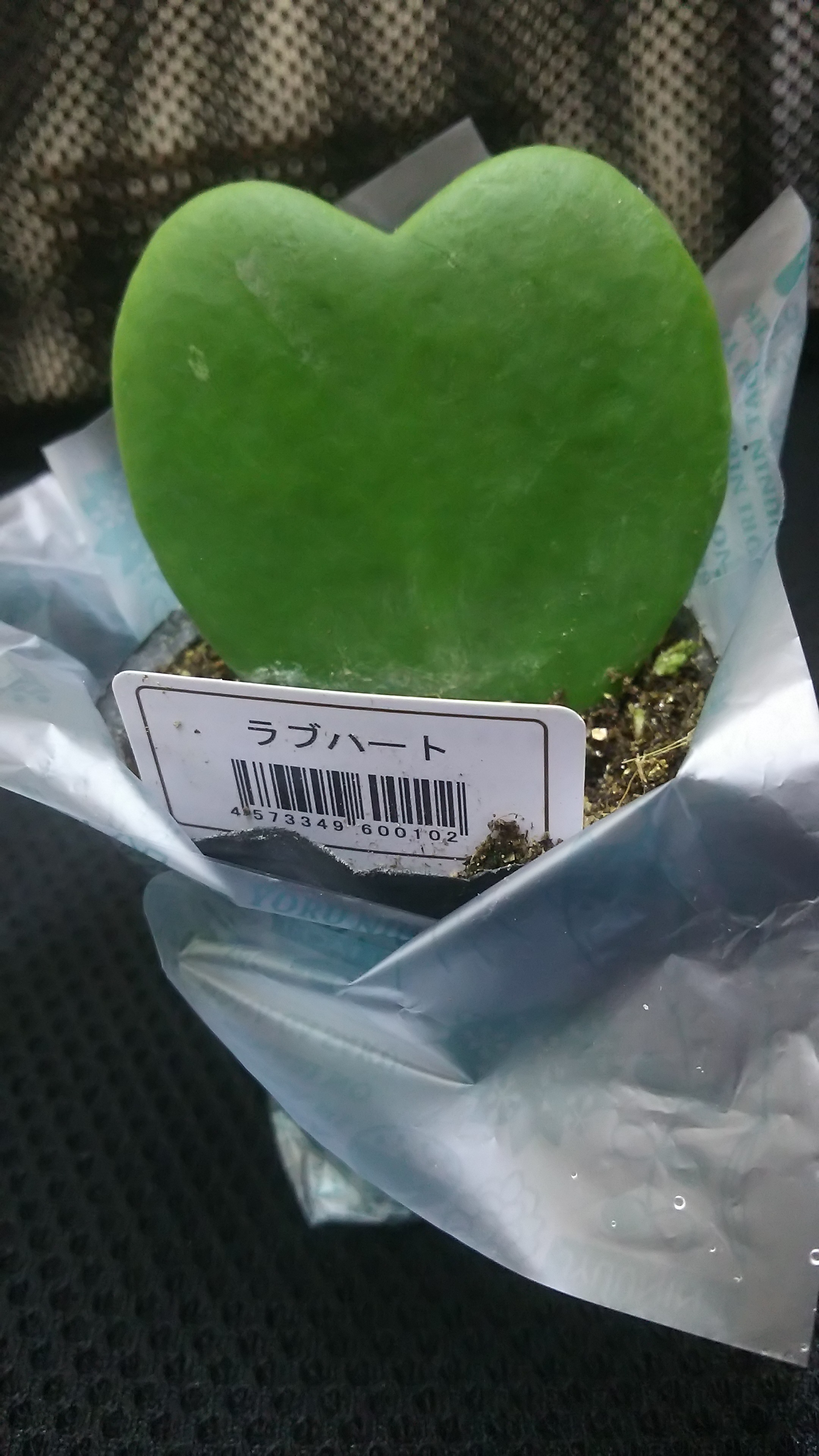 明日はコンペ