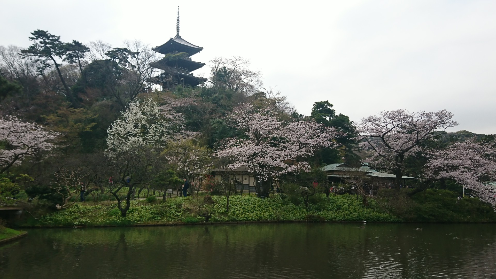 お花見♪♪