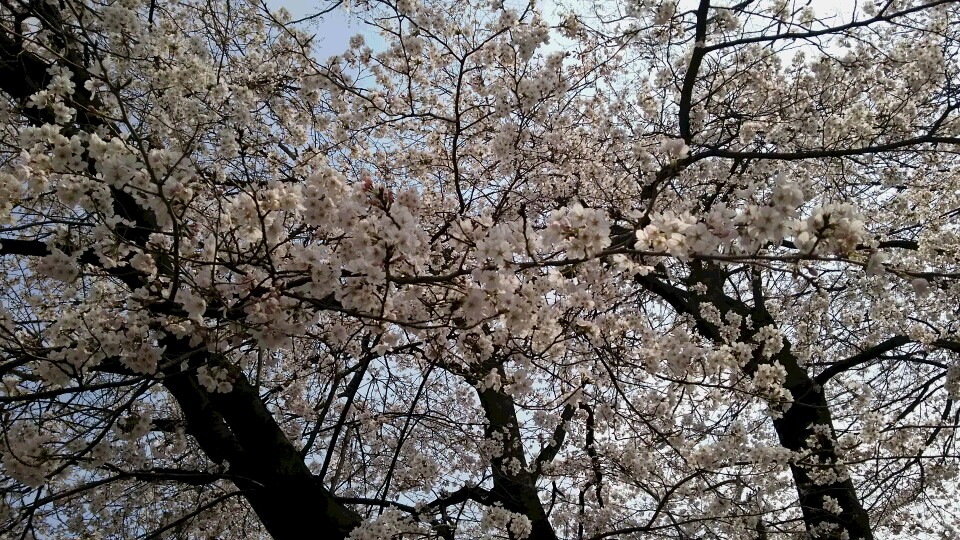 桜満開