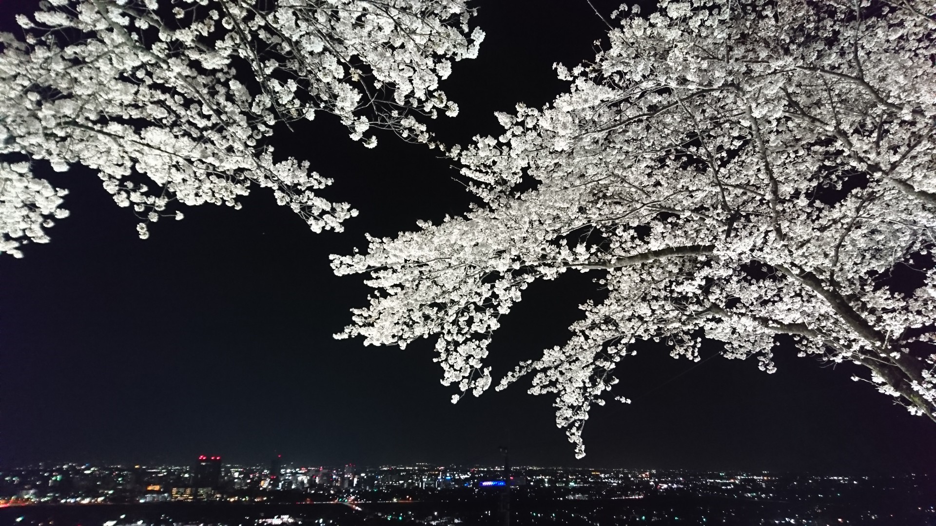 夜桜♪♪