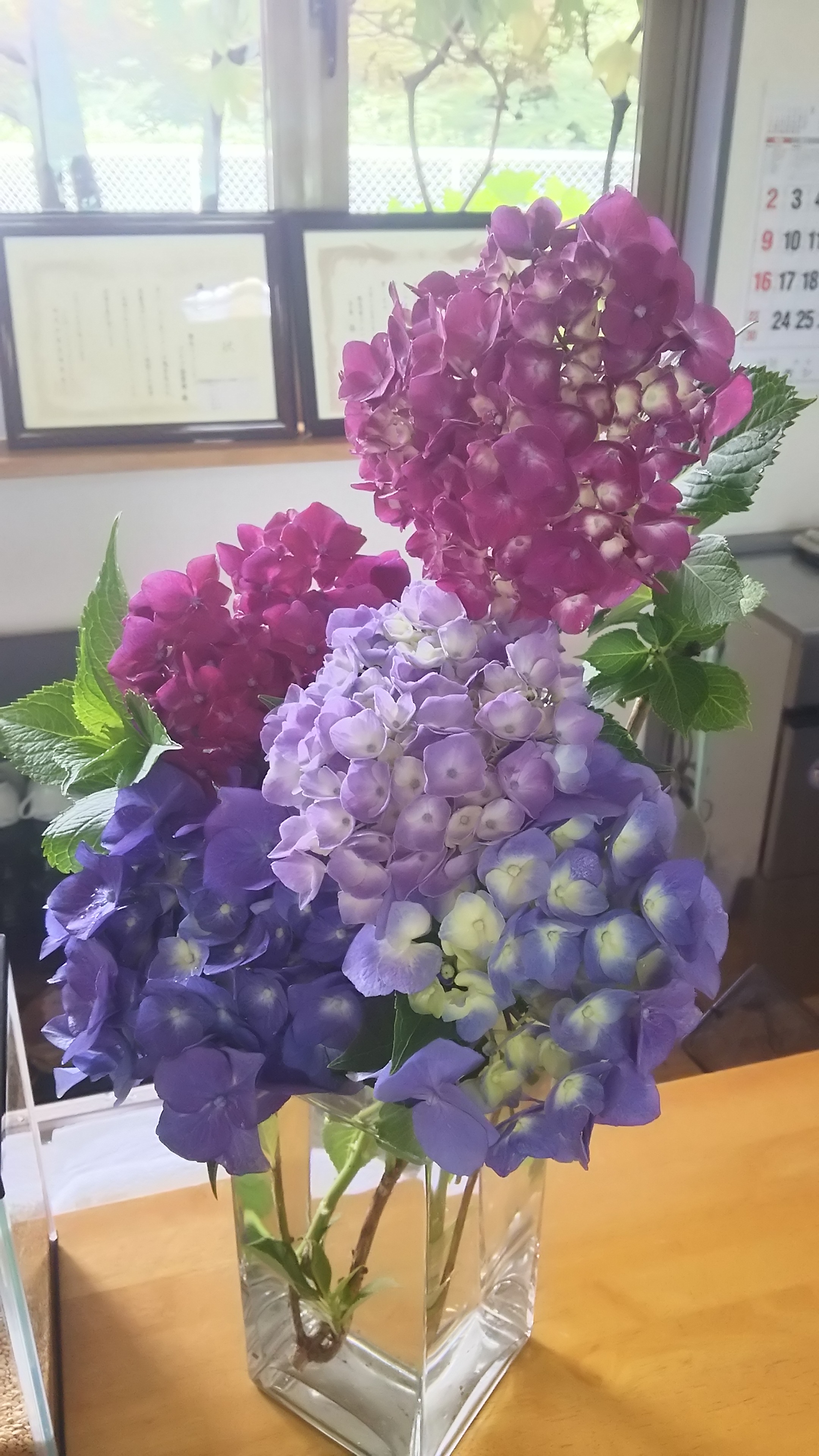 紫陽花