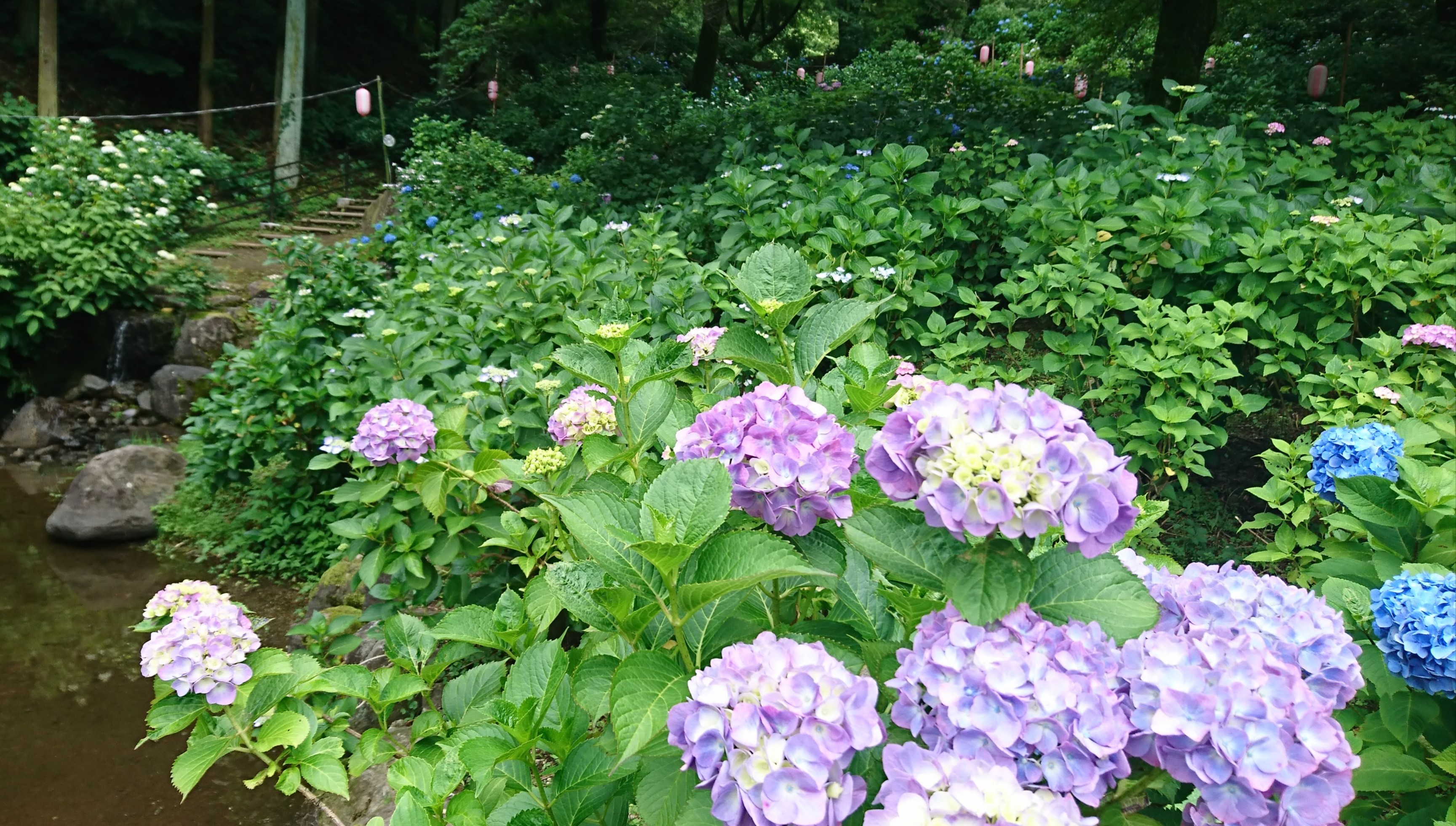 梅雨の中休み…