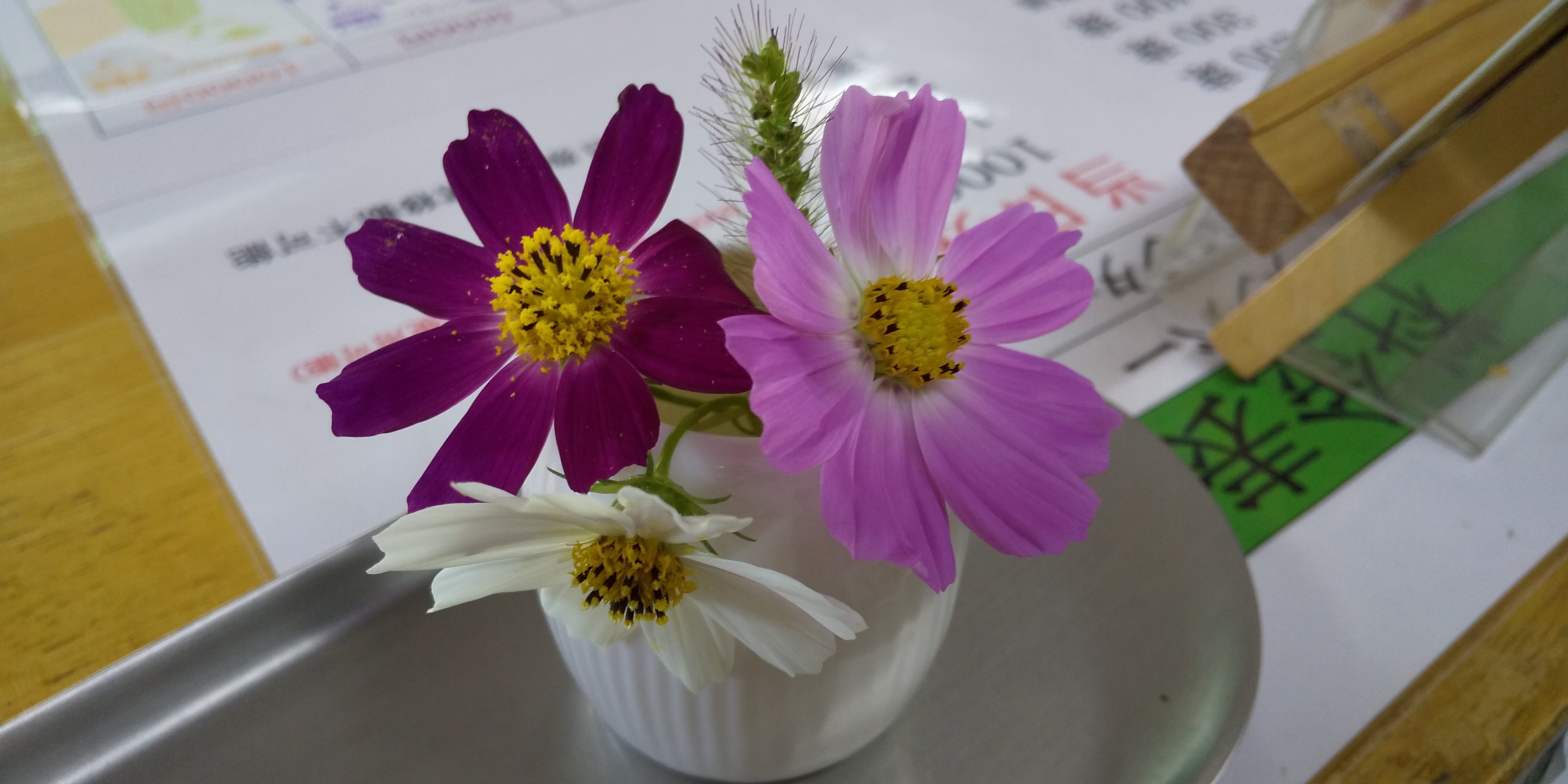 秋桜