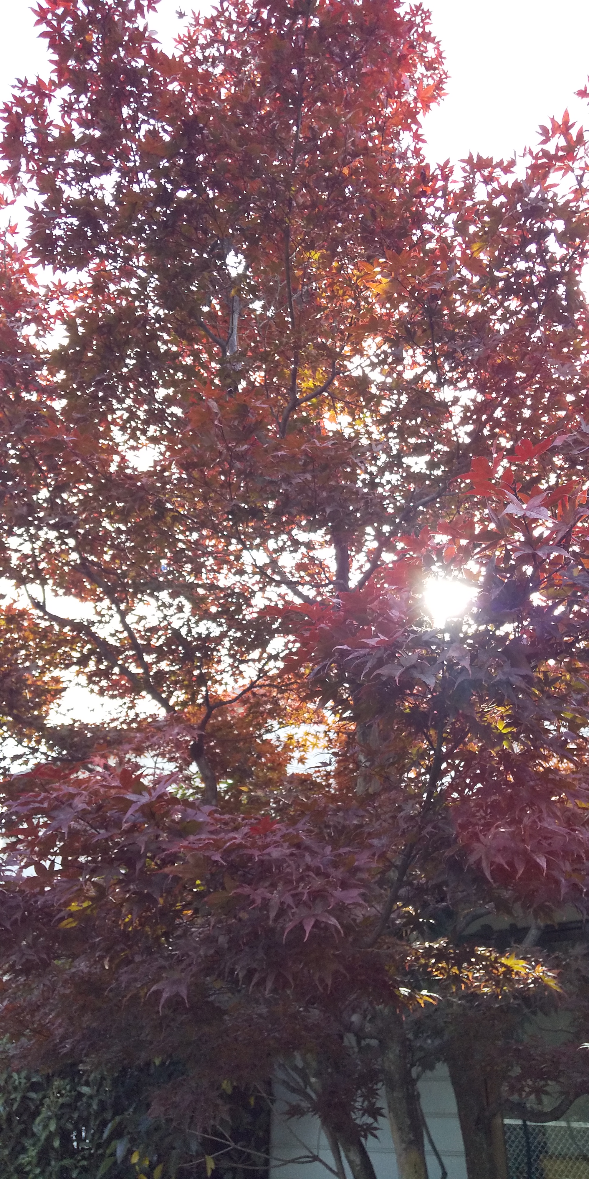 紅葉