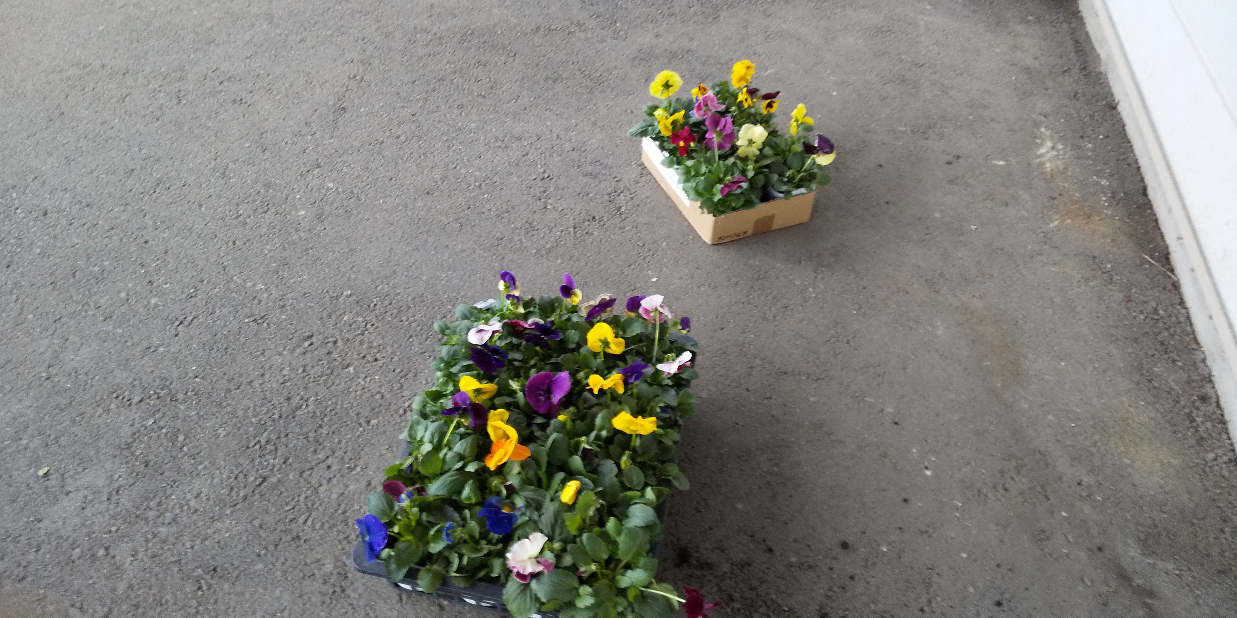 植え替え