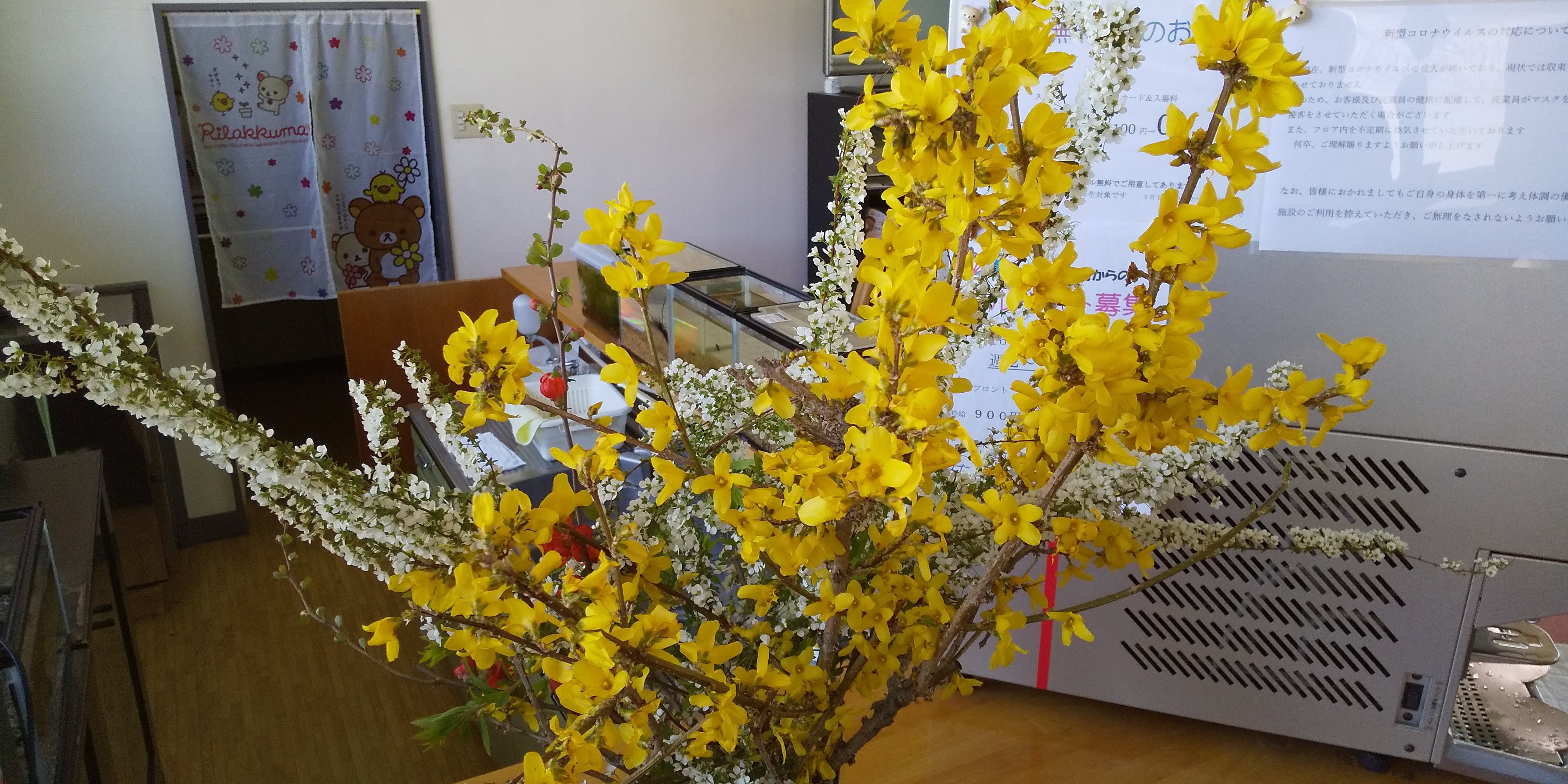 春の花