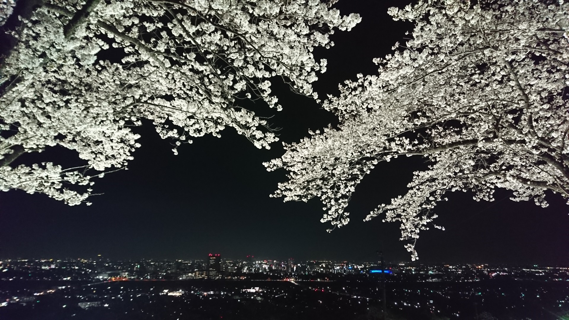 夜桜♪♪