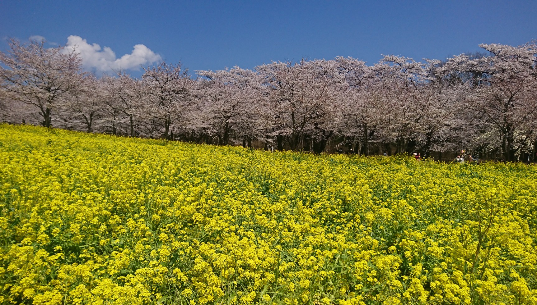 赤城南面千本桜‼